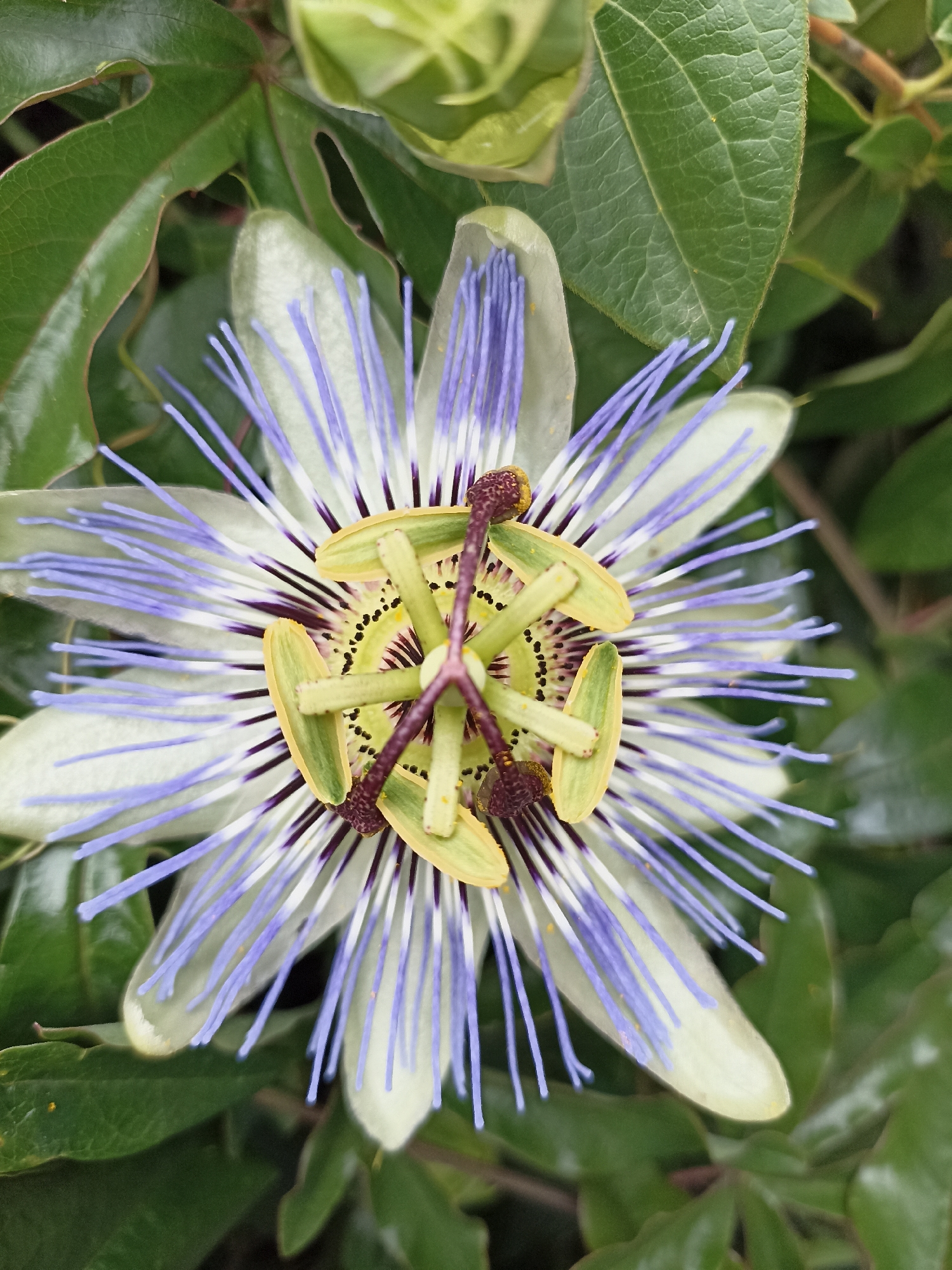 Blue passionflower blooms captured in Sutomore, Montenegro