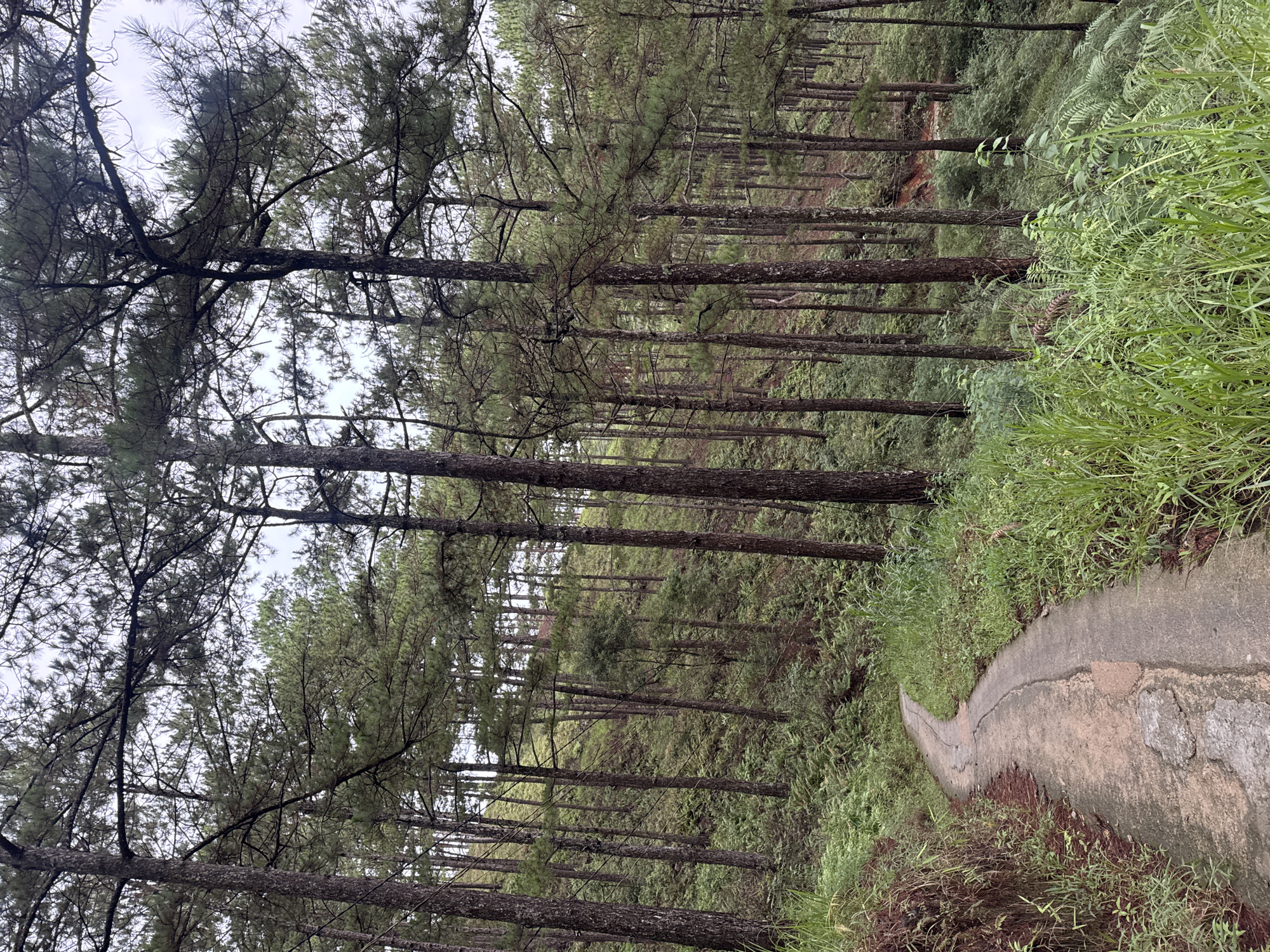 Morning forest walk documented through Da Lat pine forests