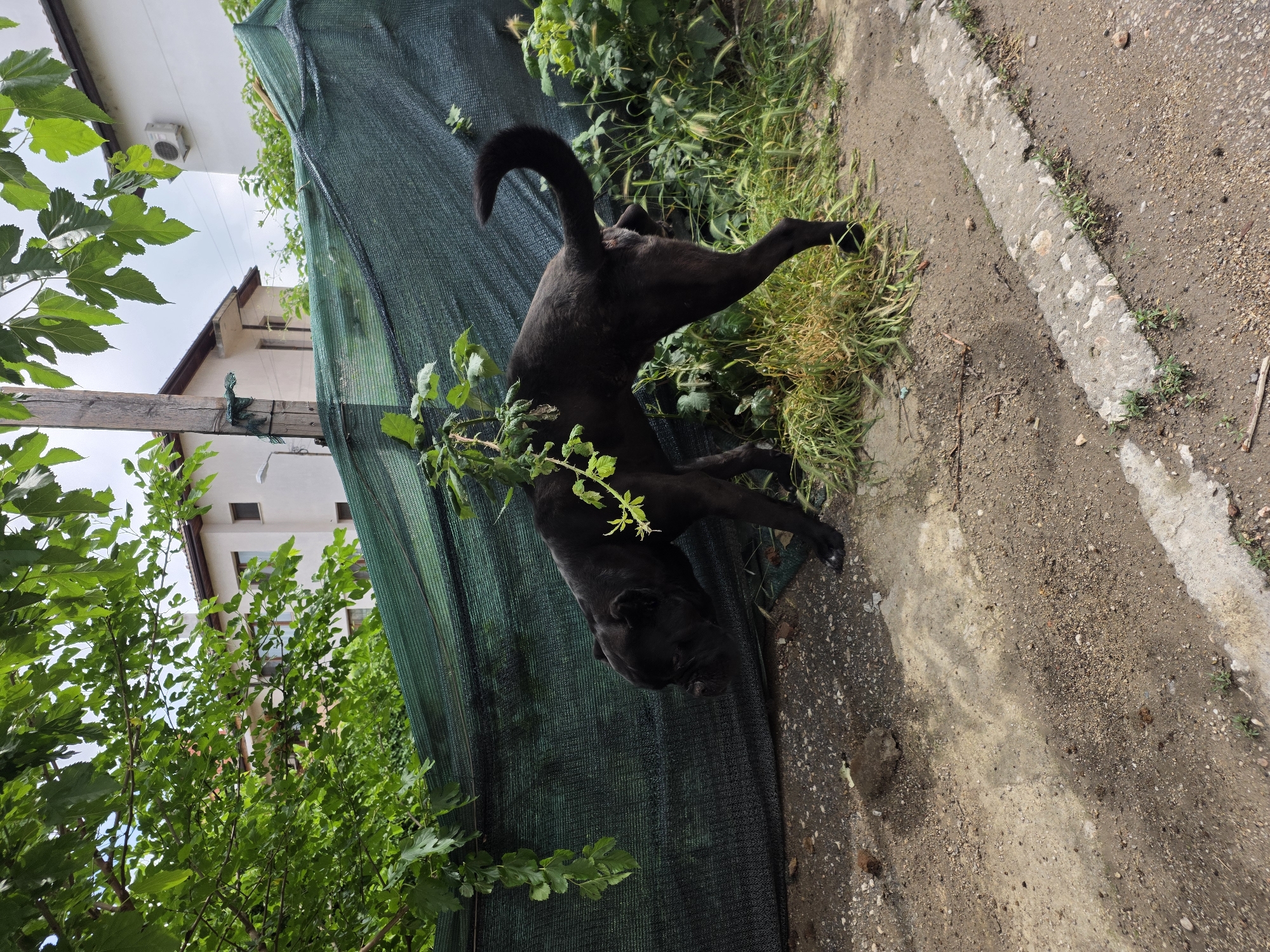 Black dog spotted in motion in Pazardzhik, Bulgaria
