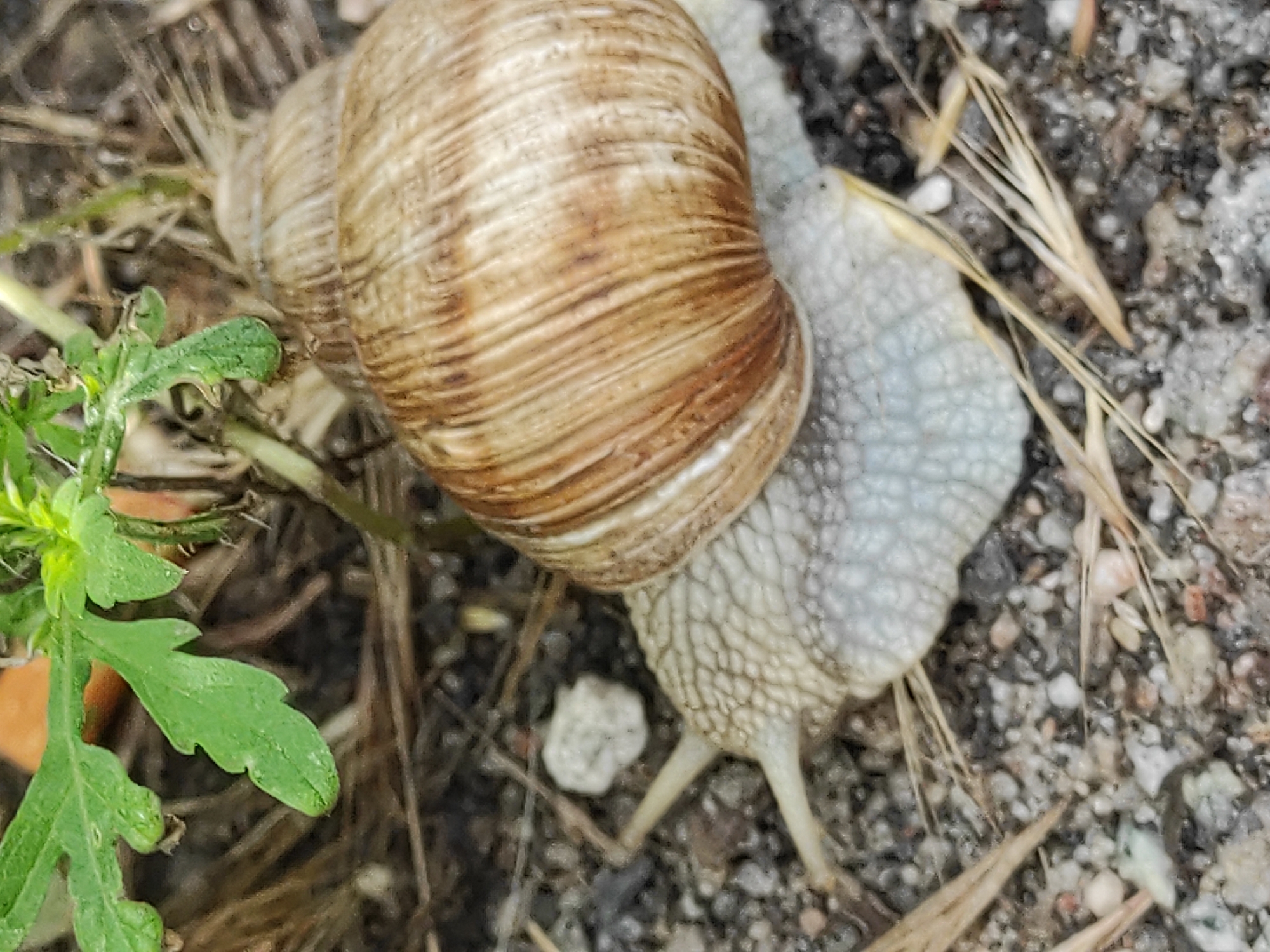 Garden snails, flowers, hops, and a cat in a tree