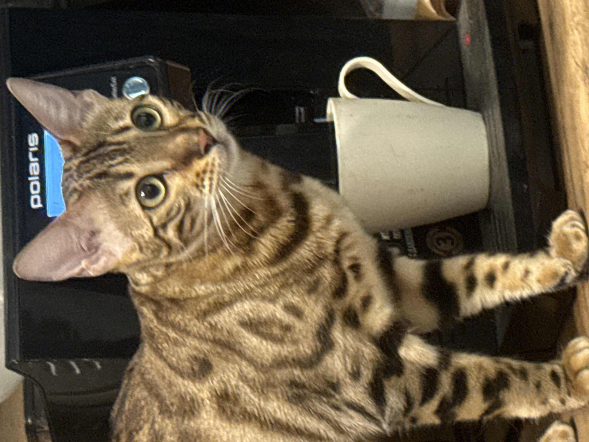 Bengal Cat Photographed During Morning Routine in Moscow Home