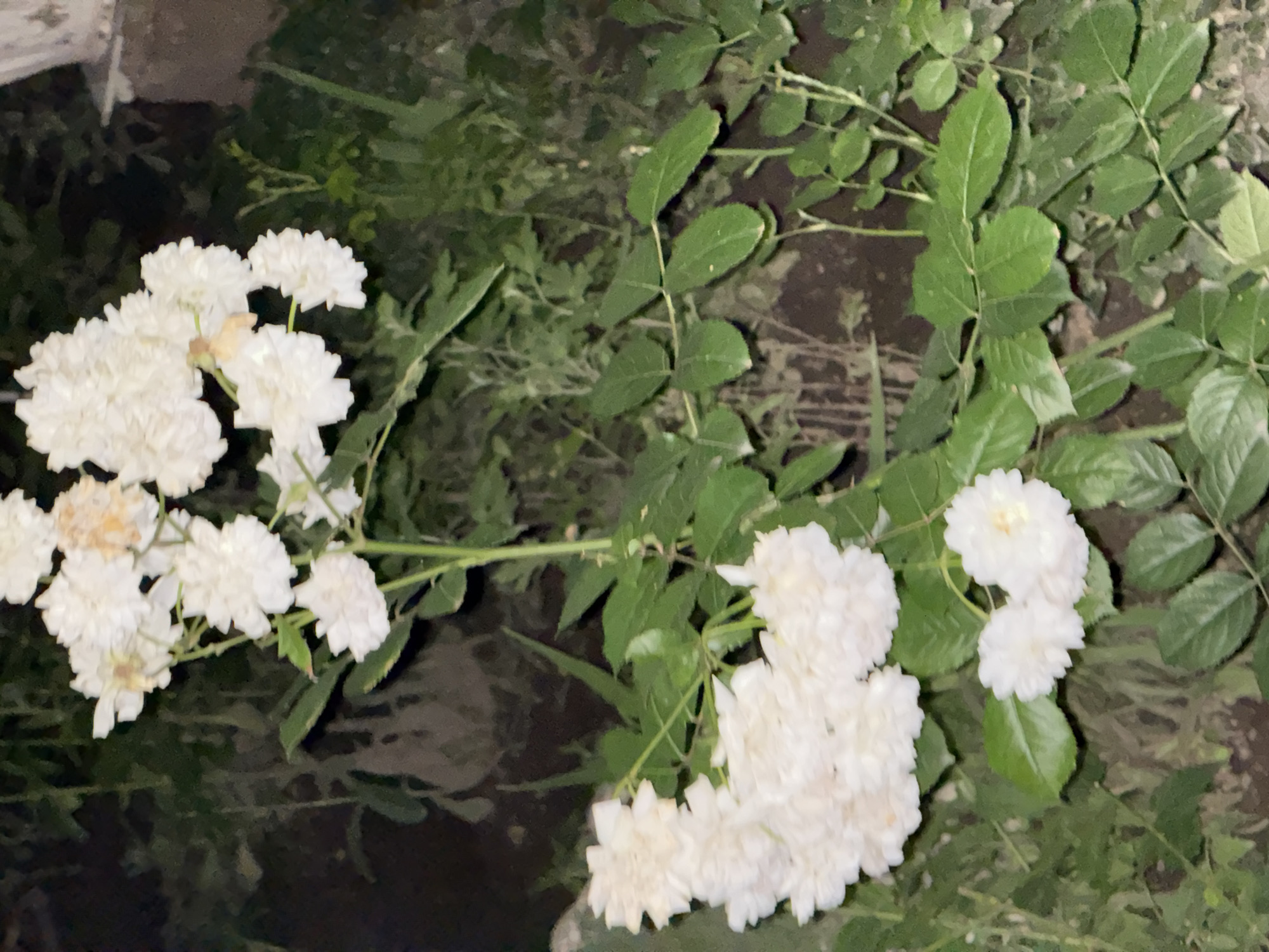 Flowers and streetside scenes at dusk