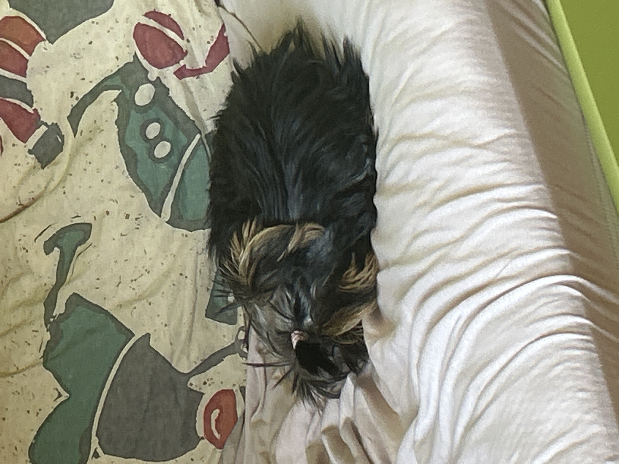 Dog rests comfortably in bed in Silistra, Bulgaria