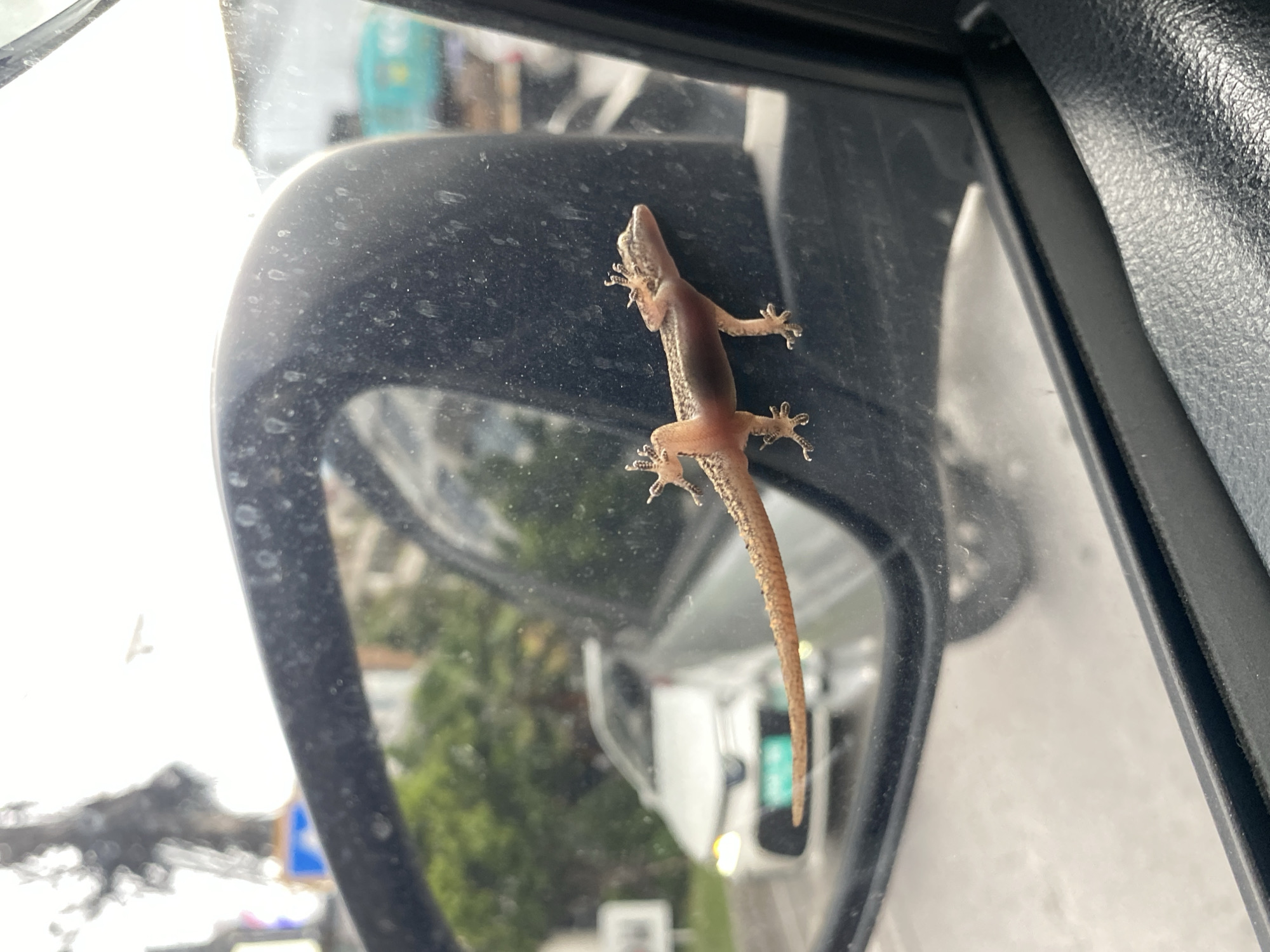 Gecko hitchhikes on car mirror through Thai streets