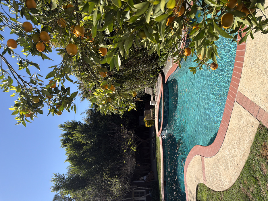 Quiet evening with pet dog in Los Angeles backyard