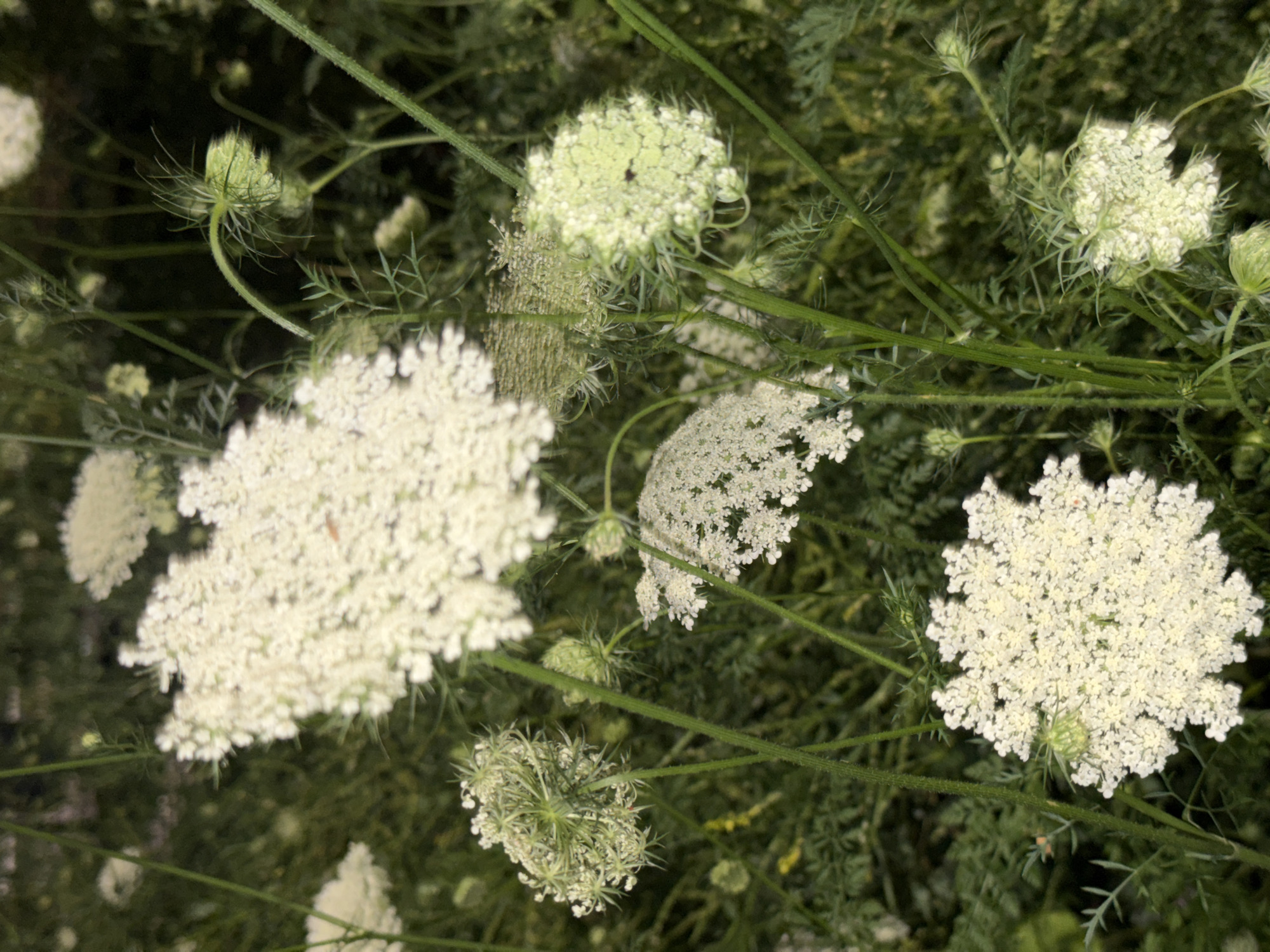 Evening stroll through city streets, buildings and blooms