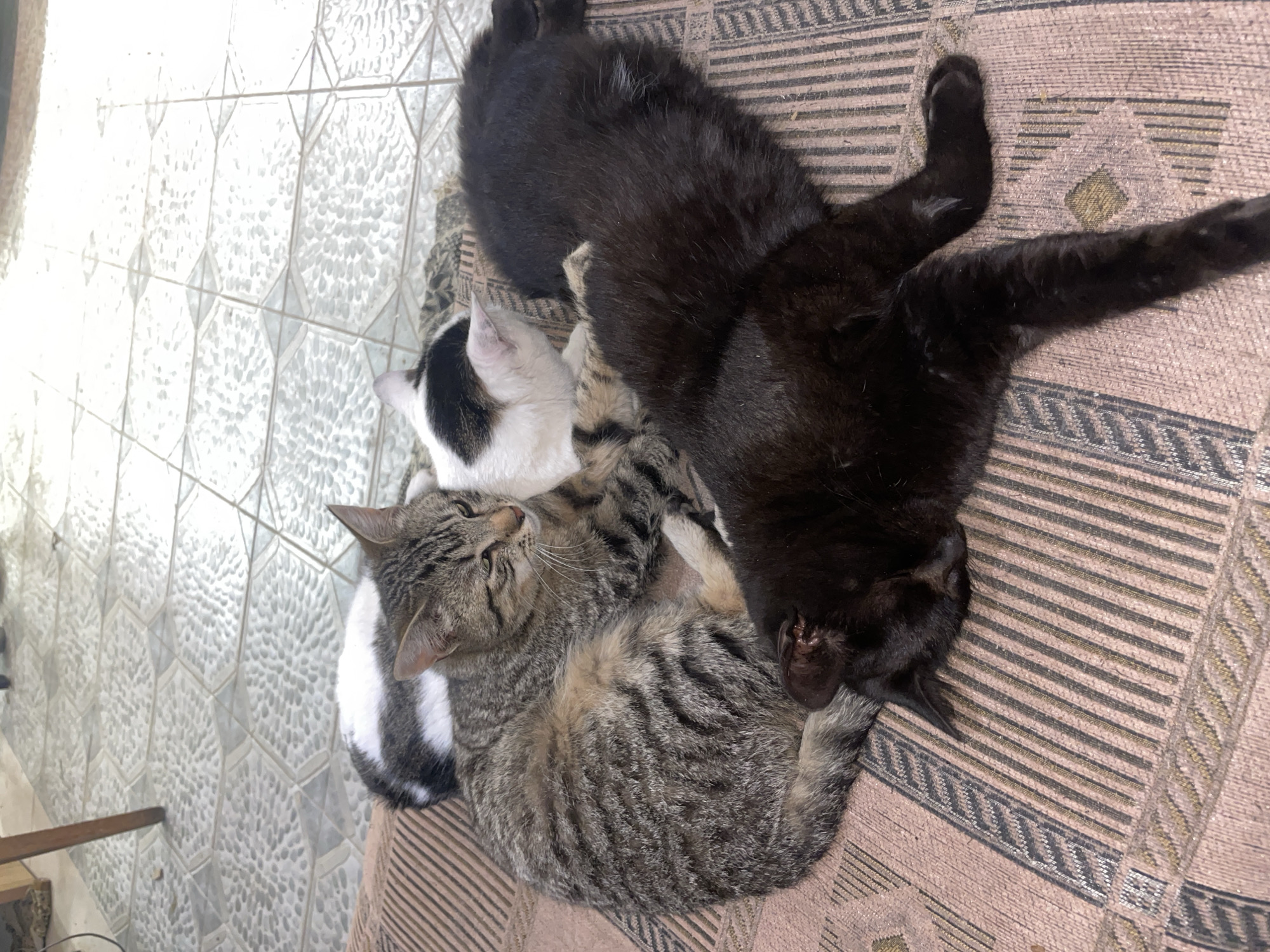 Three cats rest together on blanket
