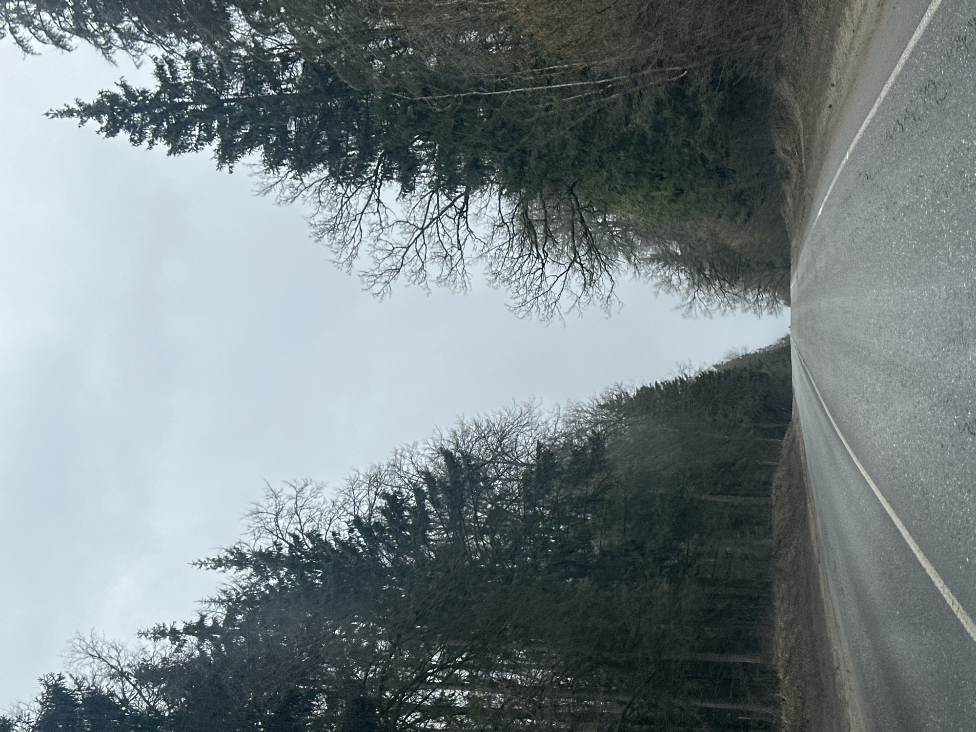 Rural road with mixed forest observed in Zvenigorod