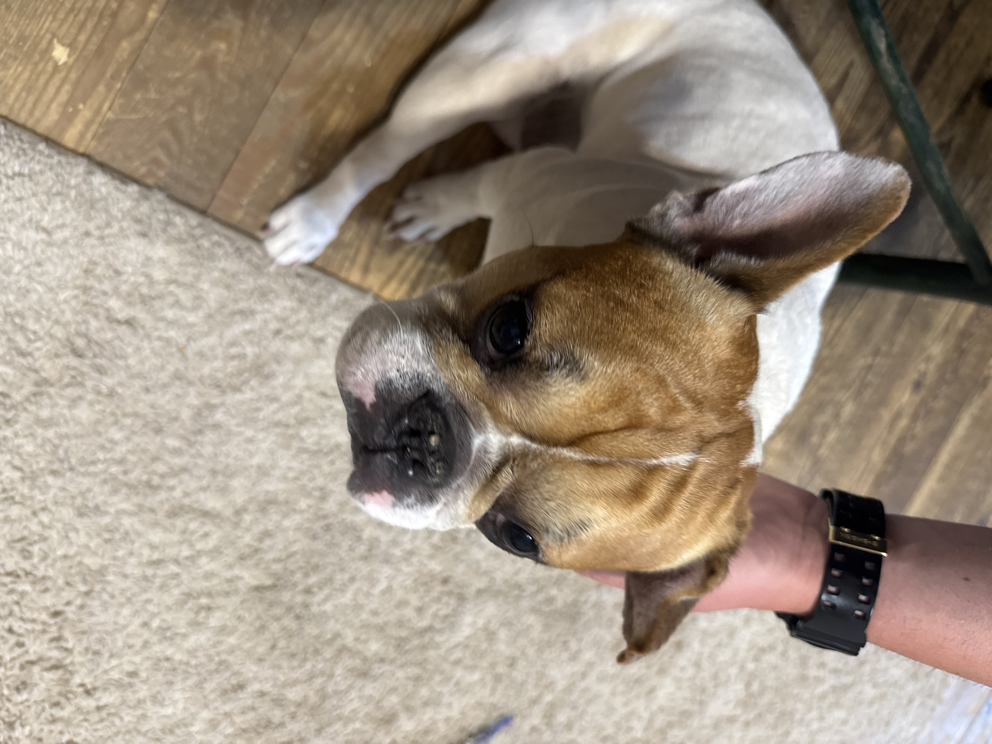 French Bulldog hangout session with a meerkat cameo
