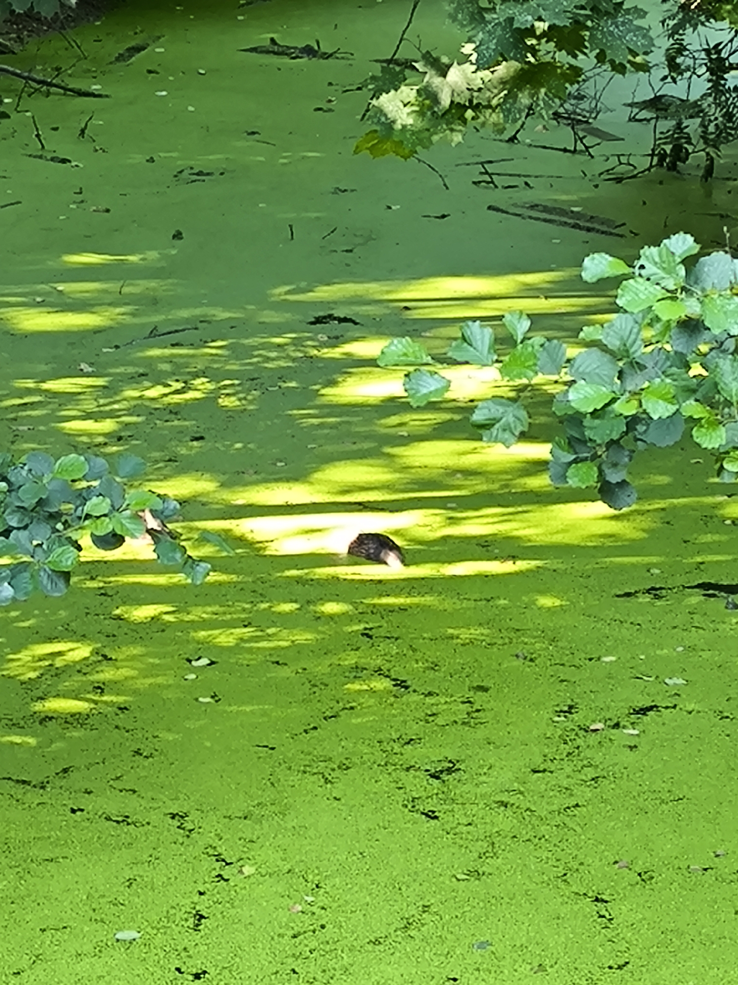 Algae pond and forest floor in a Saint Petersburg park