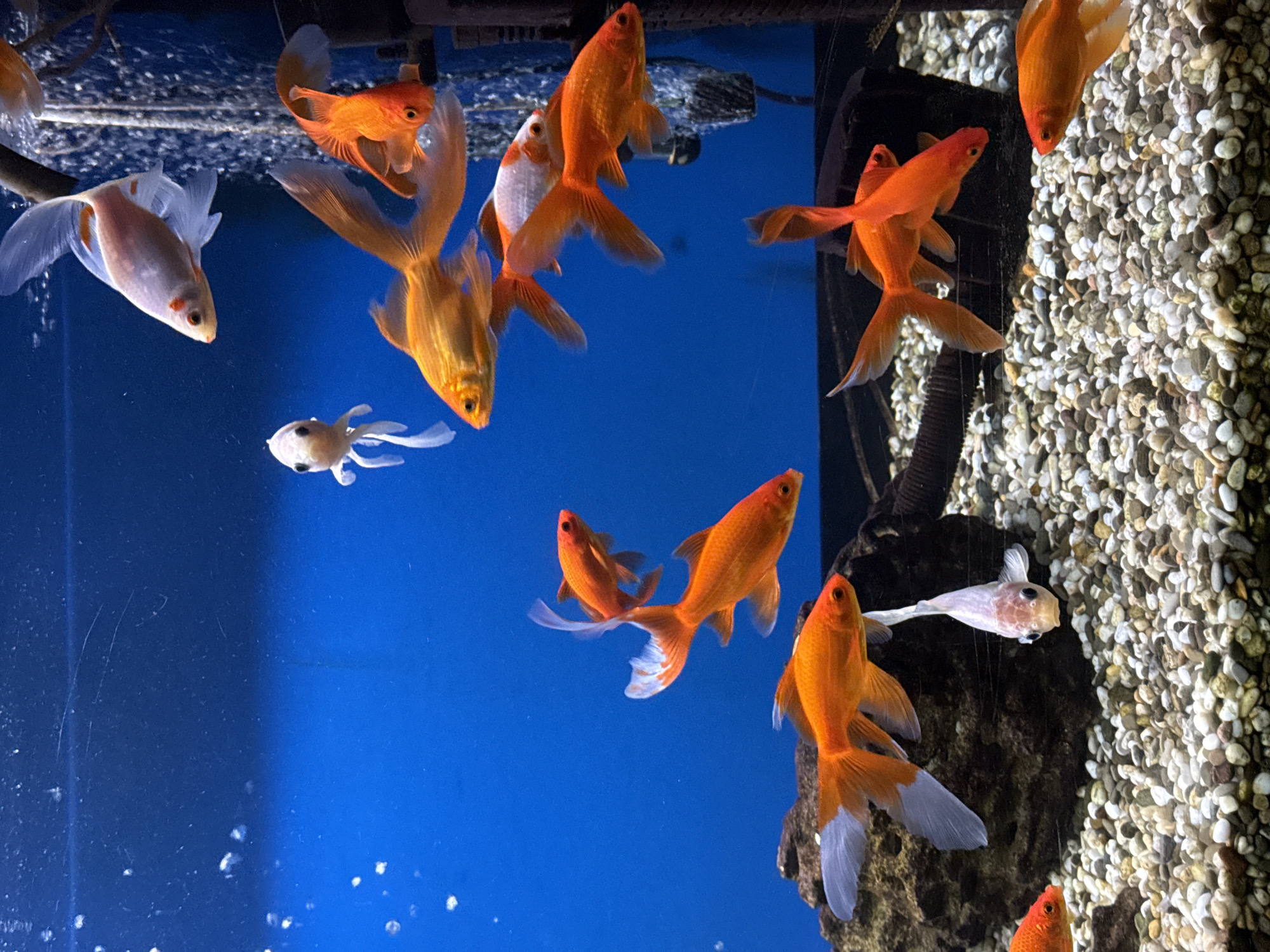 Goldfish in a clean aquarium, orange and white against blue