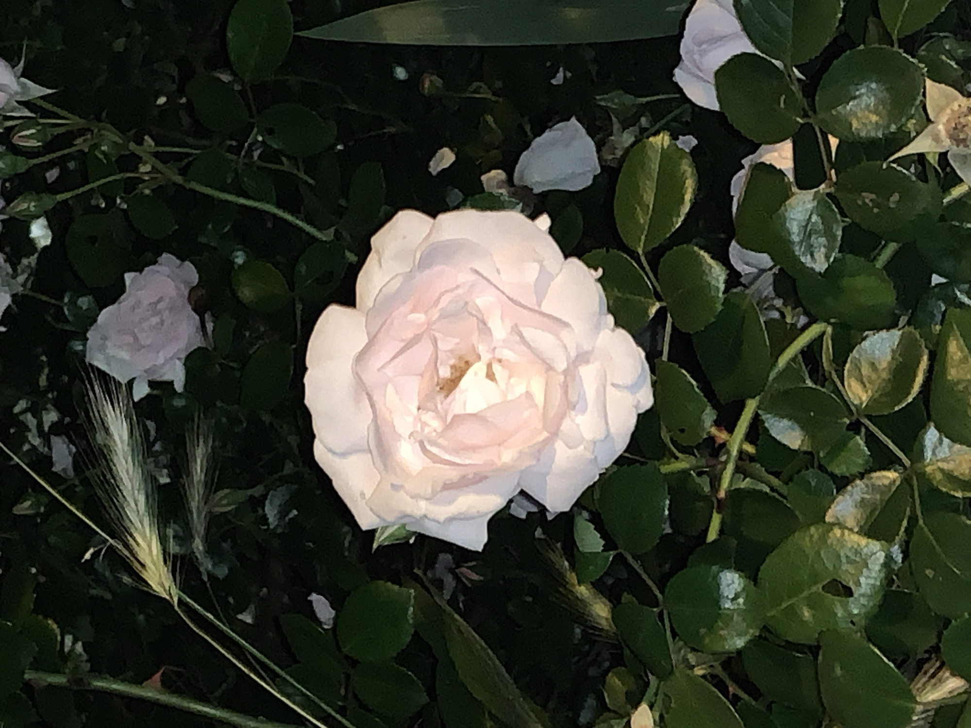 Evening photography session captures roses, dinner, and nighttime scenes