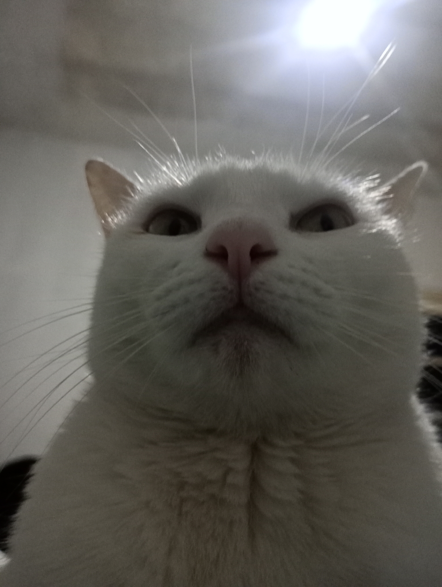 White cat photographed up-close in Wilde, Argentina