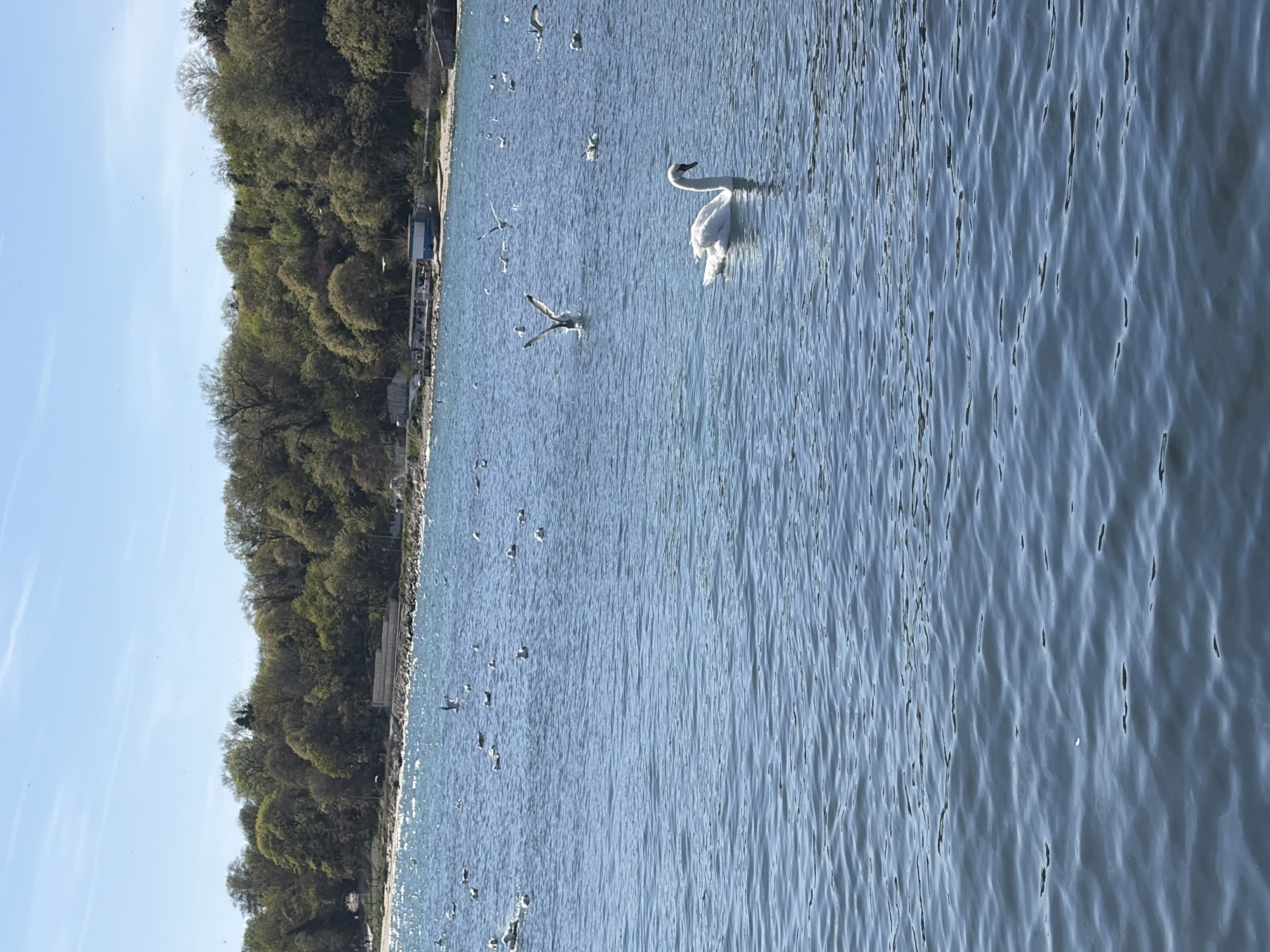 Swan and small fish spotted in Black Sea waters near Varna