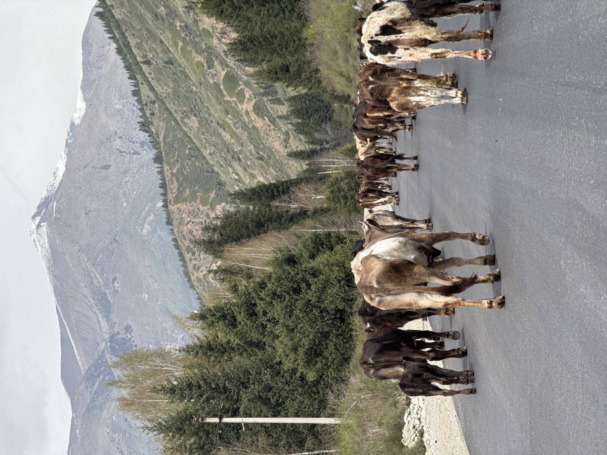 Cattle herd walks down paved road in Kyrgyzstan mountains