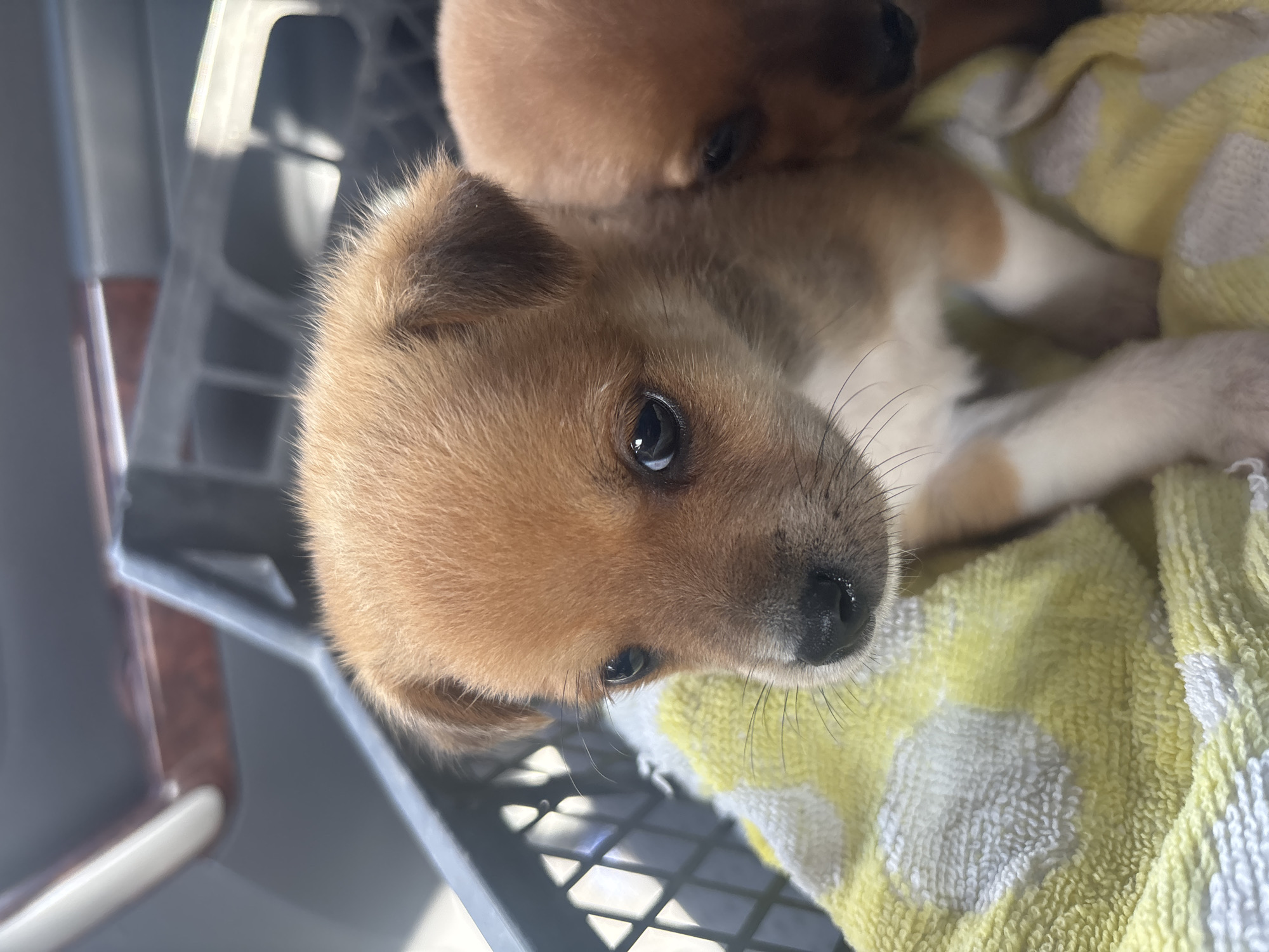 Puppies spotted in carrier and on concrete in Bulgarian village