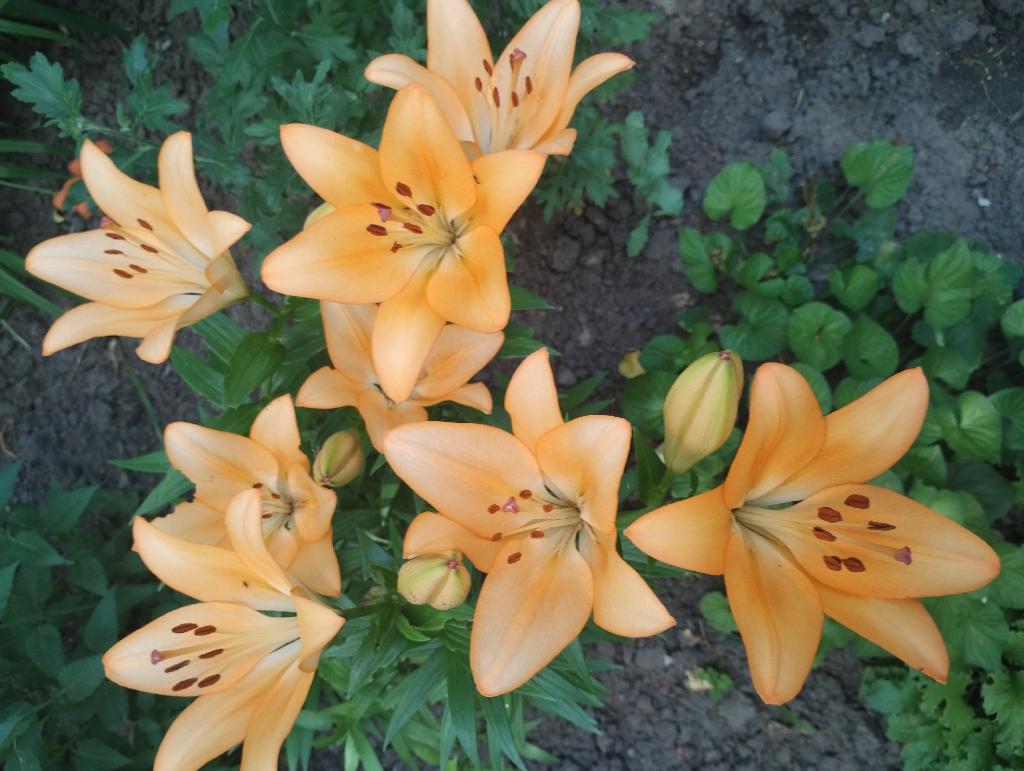 Summer garden in full bloom, Sumy, Ukraine