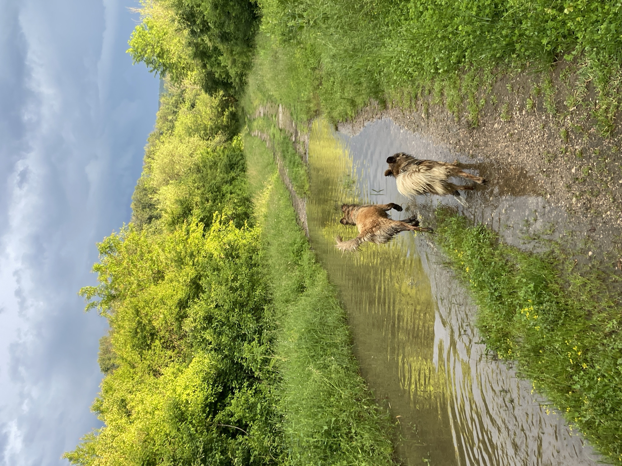 Dogs play in muddy stream on rural Bulgarian path