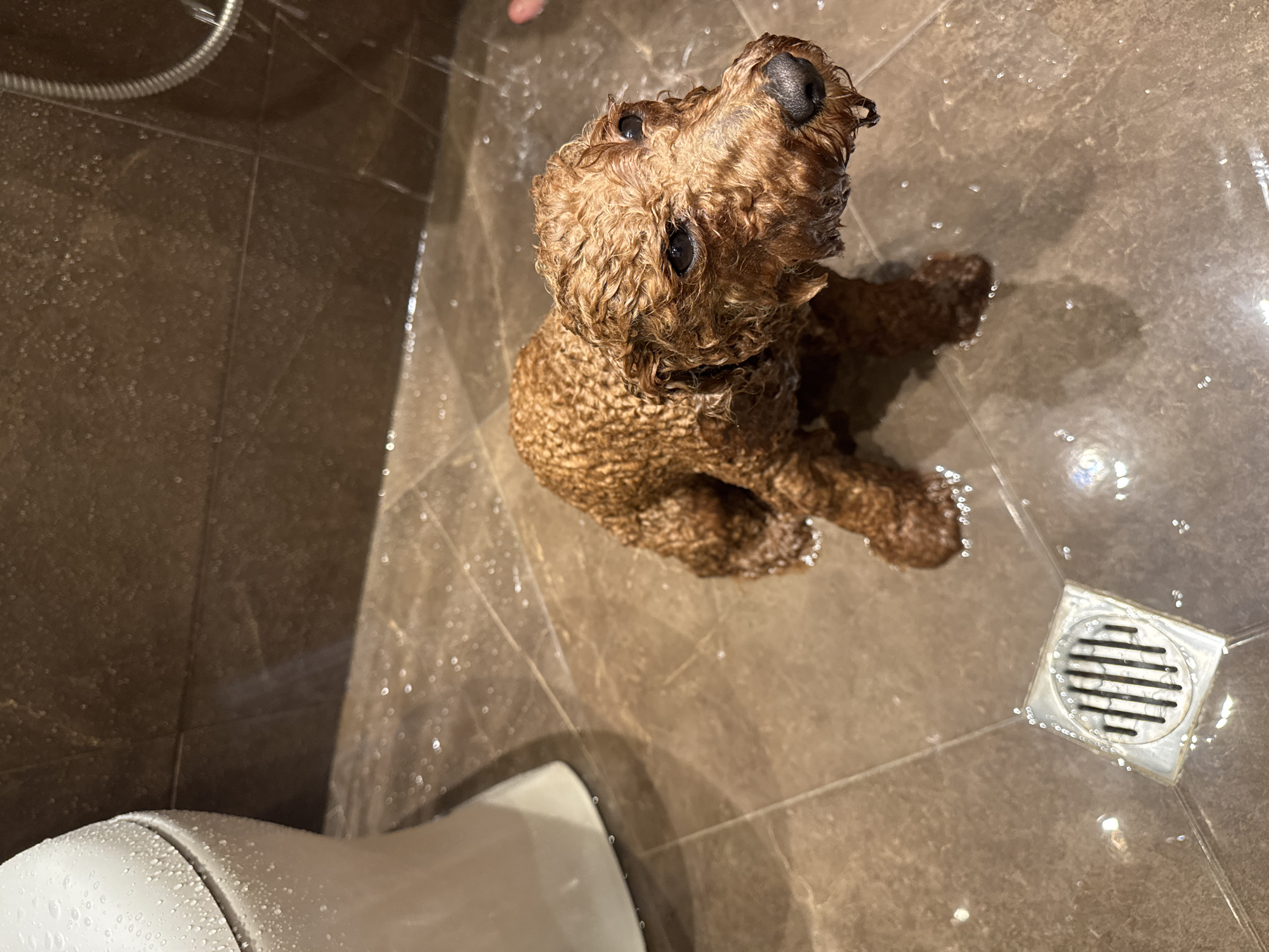 Wet poodle sits on bathroom floor in Sofia