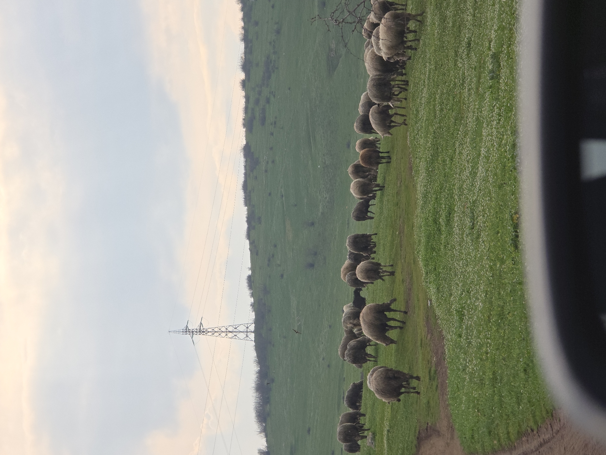 Sheep flock crosses rural road near Burgas, Bulgaria