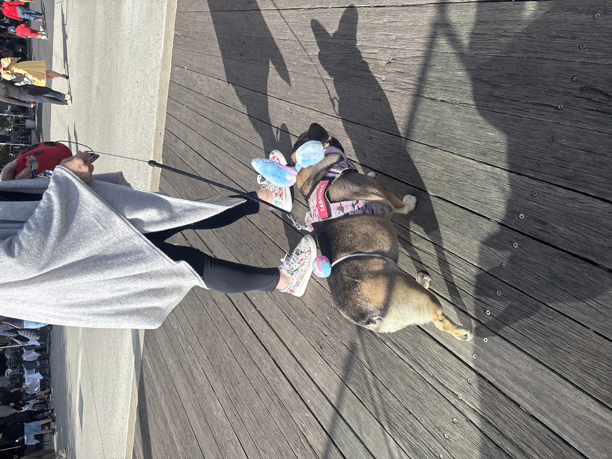 Morning ferry commute and dog walk captured in Barangaroo