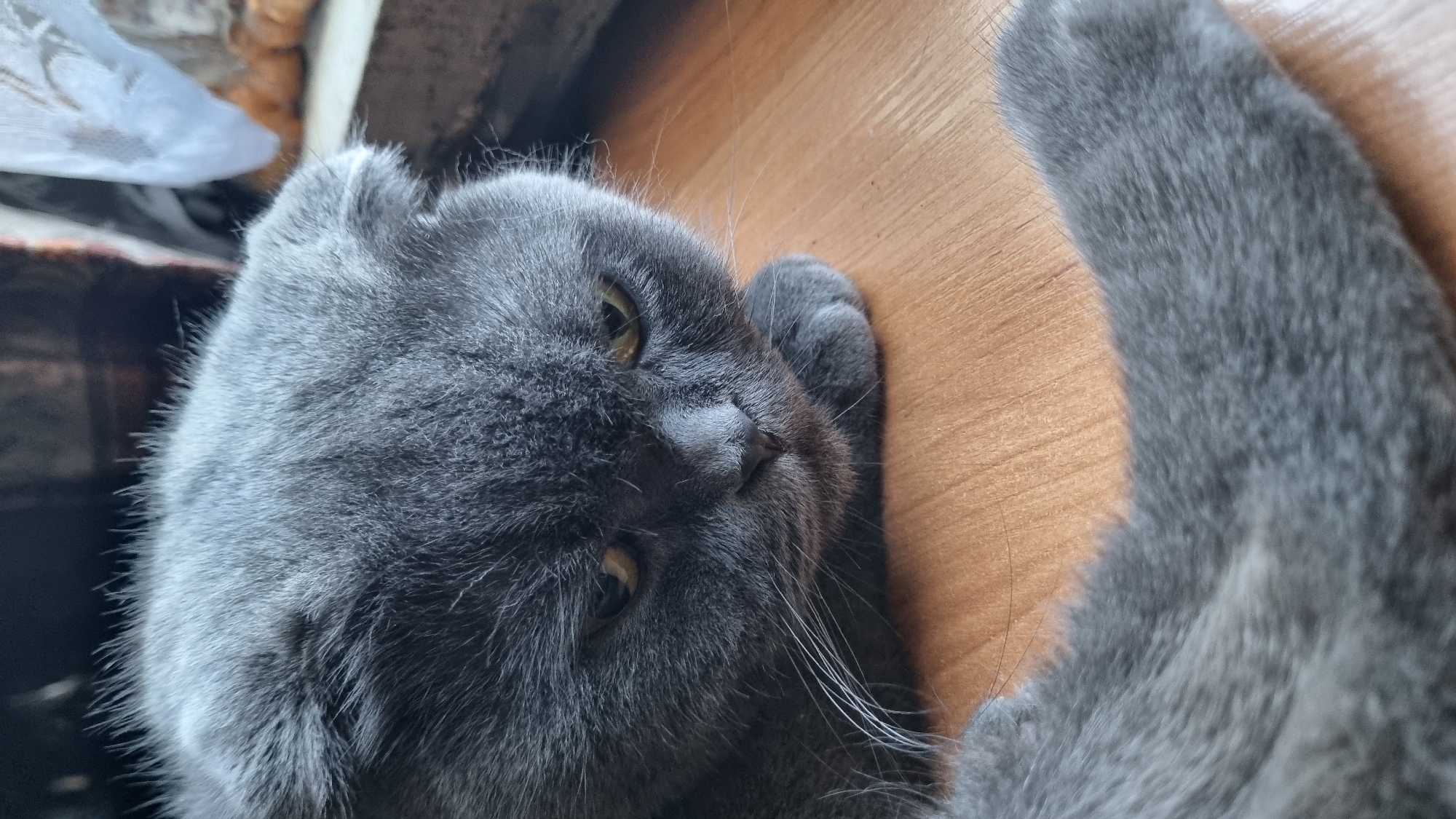 Scottish Fold cat resting on a wooden surface, Vysokoe