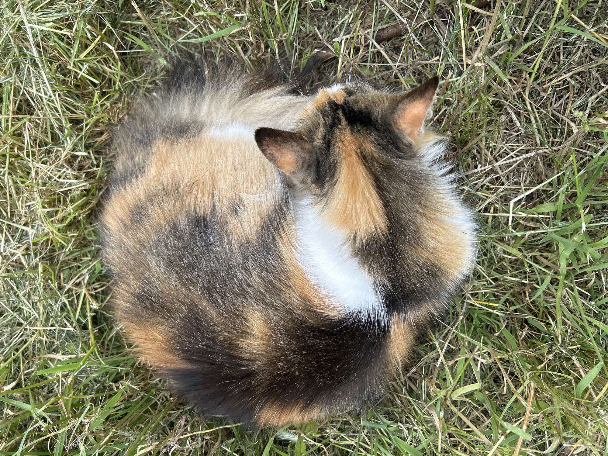 Cats, flowers, and a calm morning in Bila Tserkva