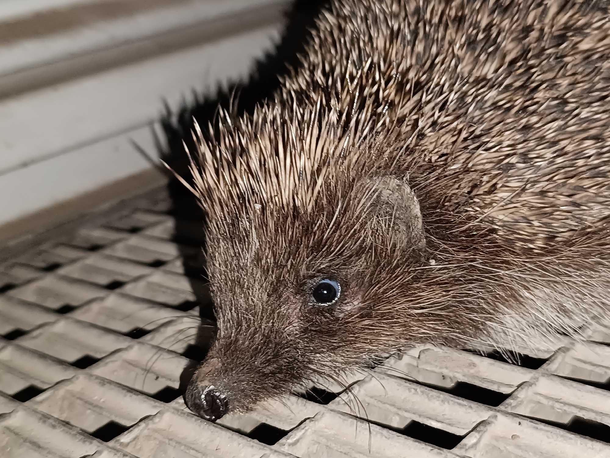 Hedgehog spotted resting on corrugated surface in dim lighting