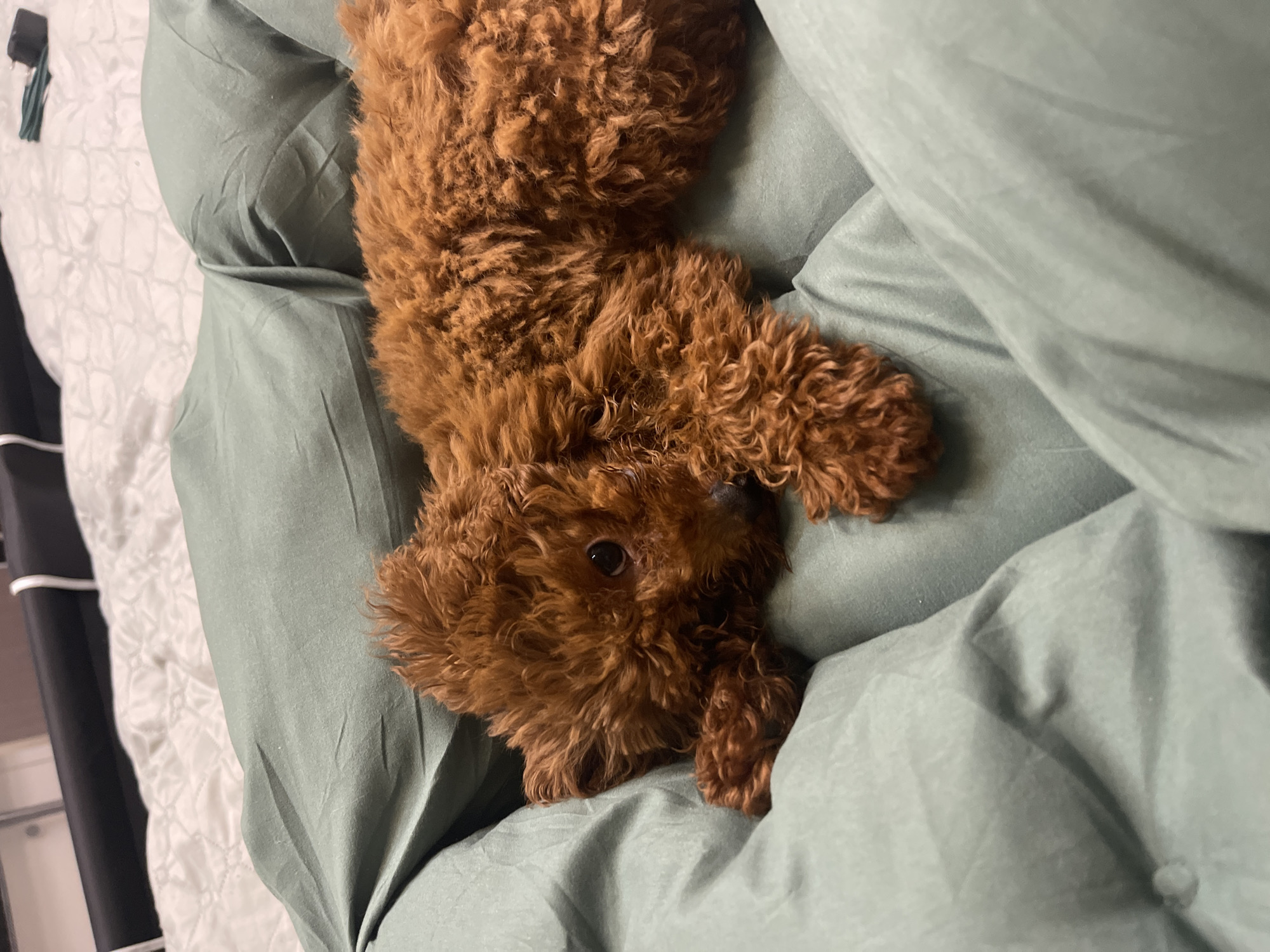 Woman and poodle share quiet evening moments in Sofia