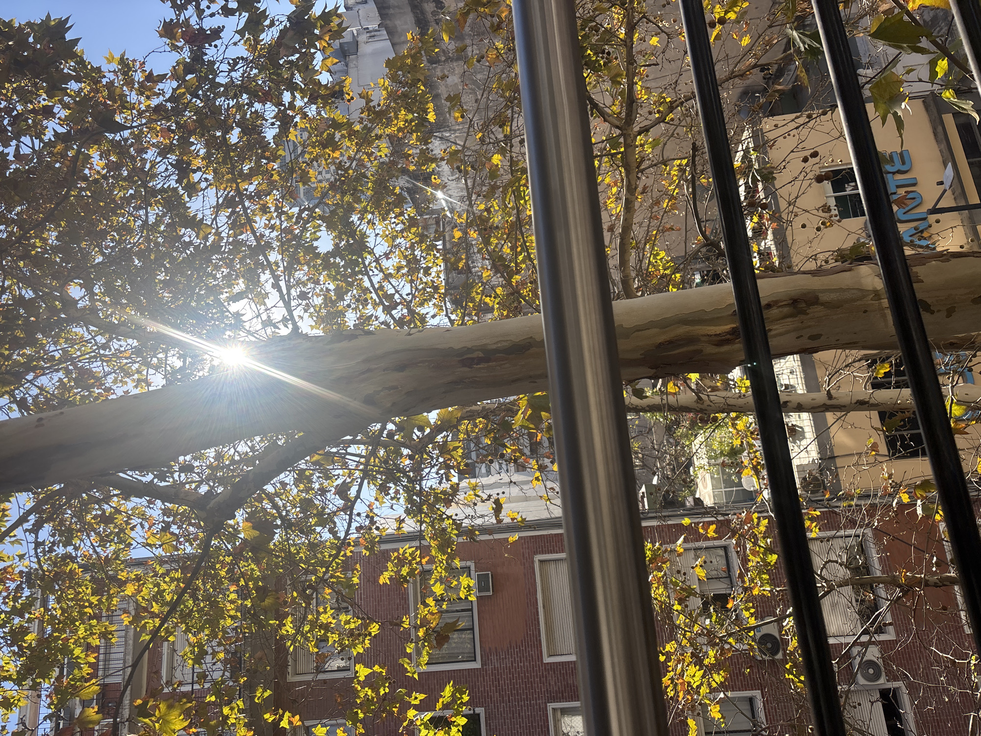 Autumn foliage documented in Buenos Aires urban setting