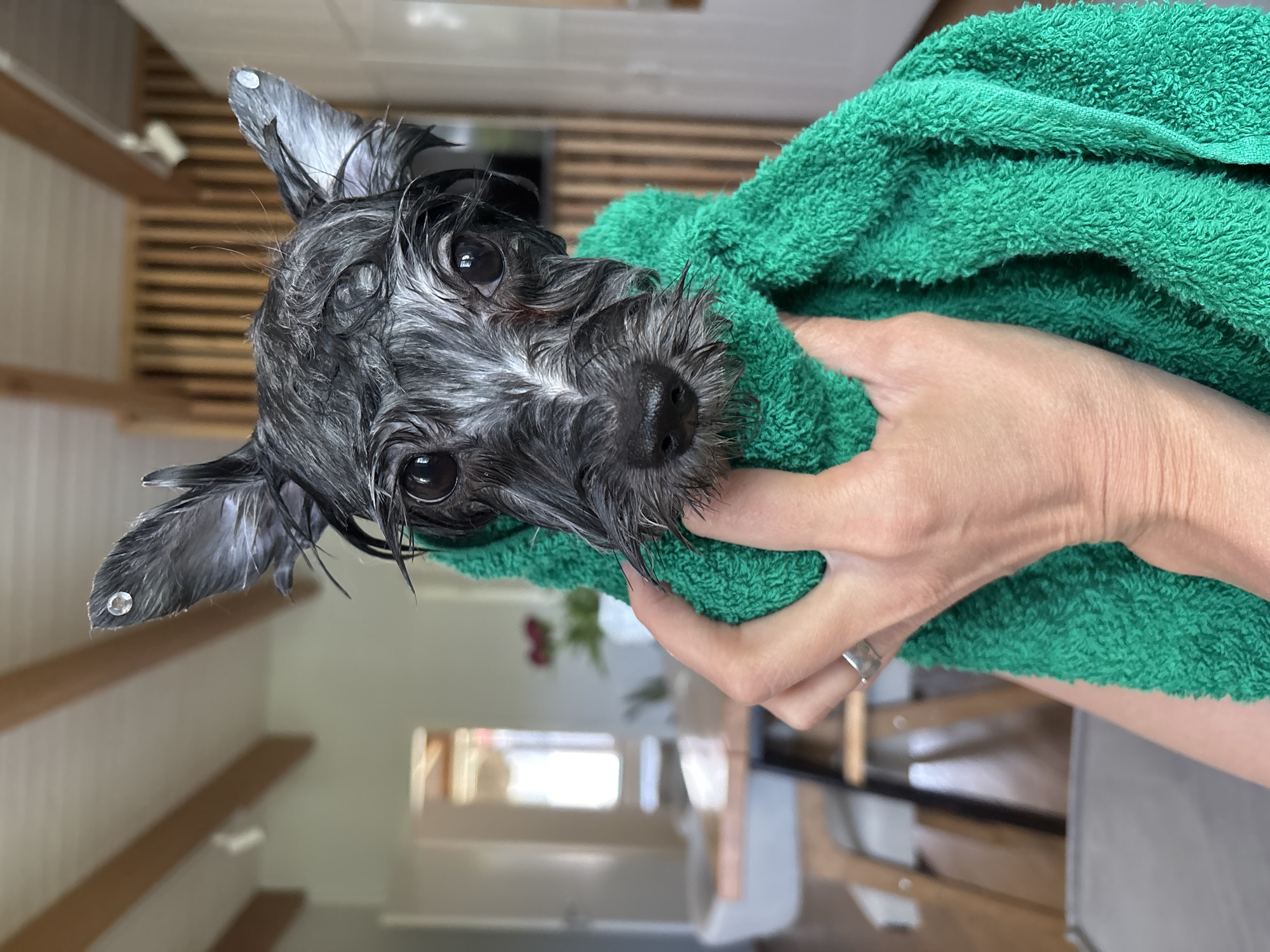 Wet dog wrapped in green towel after bath in Chaikovsky