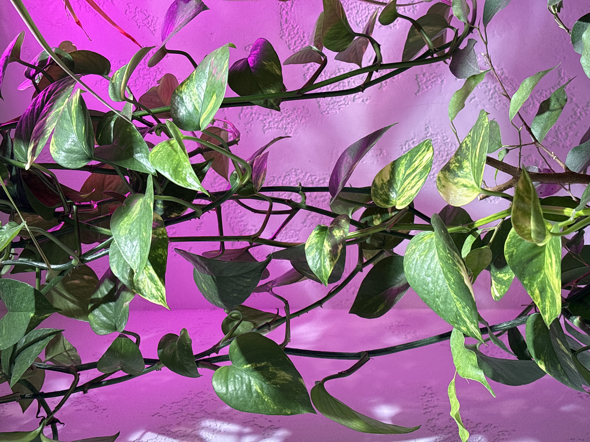 Plants, records, and abstract art in a Kazan apartment