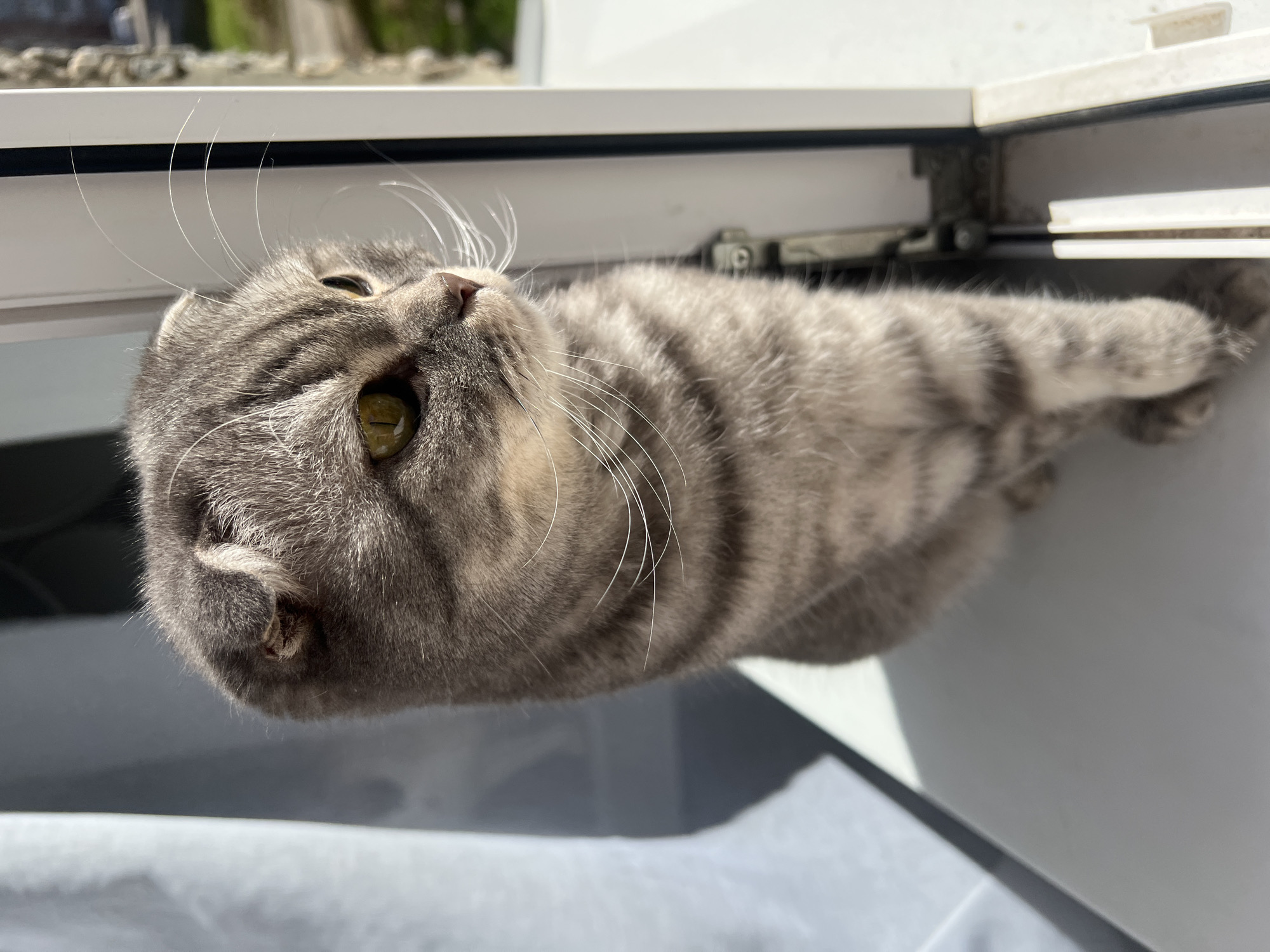 Scottish Fold cat spotted resting by window in Votkinsk