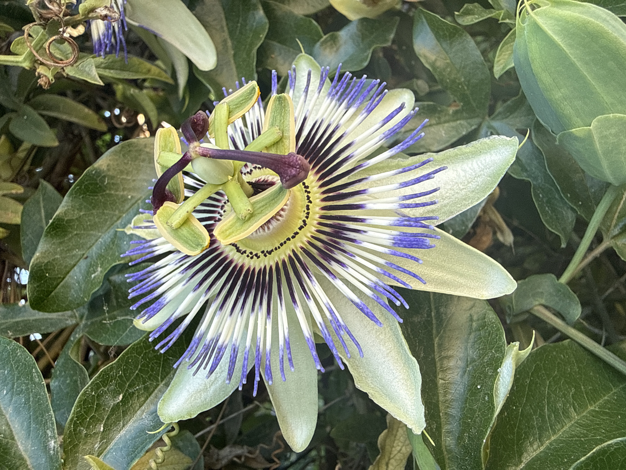 Sozopol's gardens and streets in full summer bloom