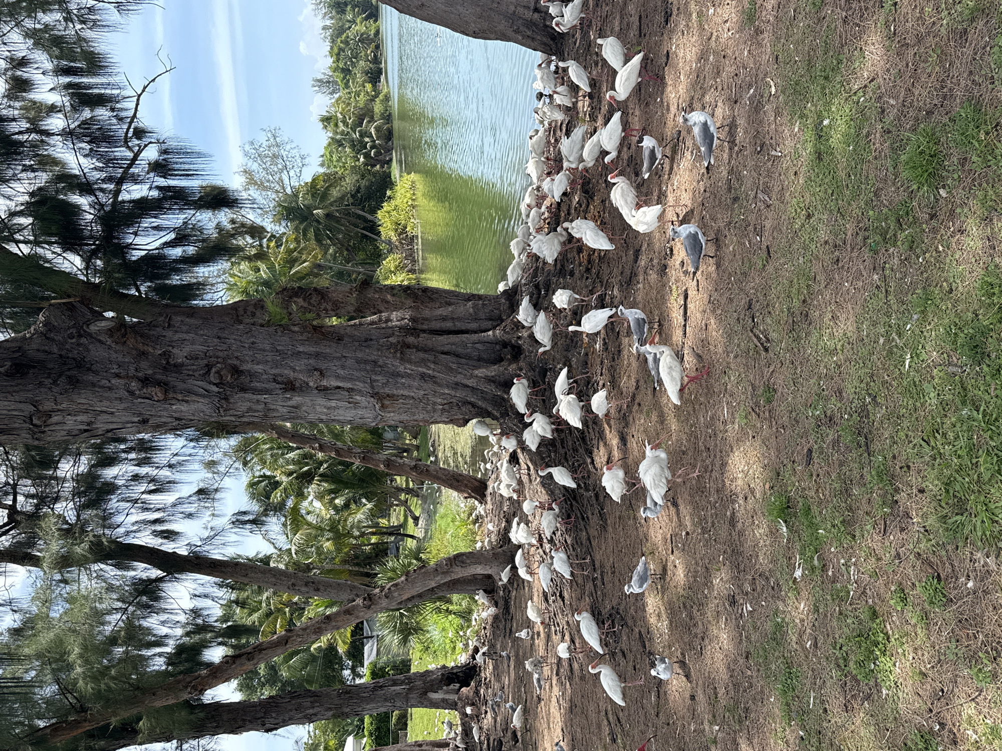White ibises flock along a North Miami Beach waterfront
