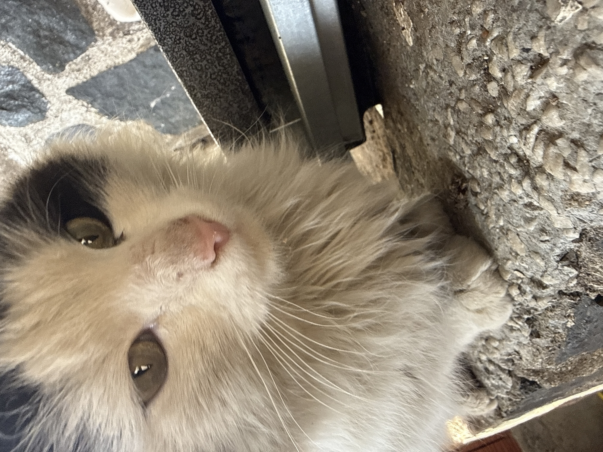 Cat photographed resting on concrete in Parvomai, Bulgaria