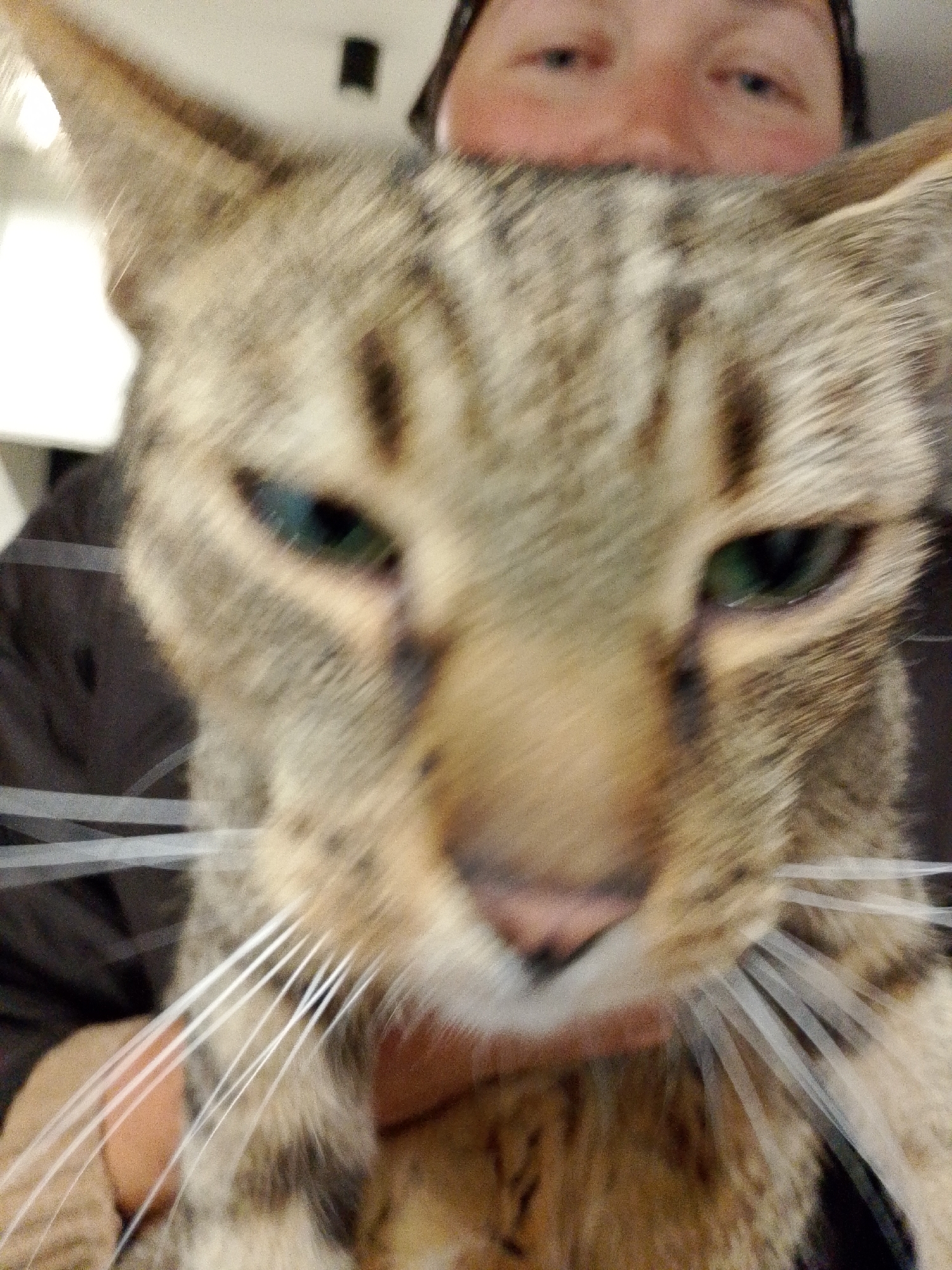 Friendly tabby cat draws attention from passersby in Wrocław