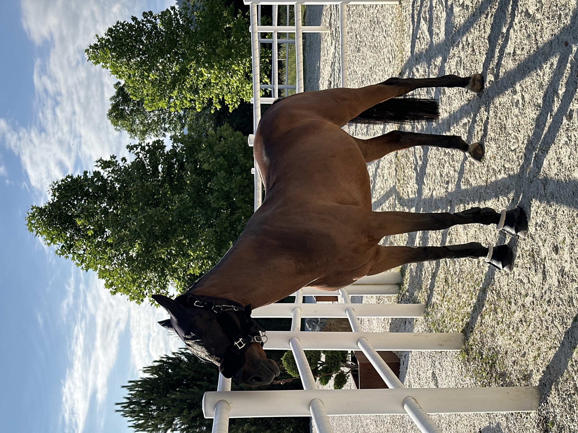 Horse in fly mask and boots rests in Austrian paddock