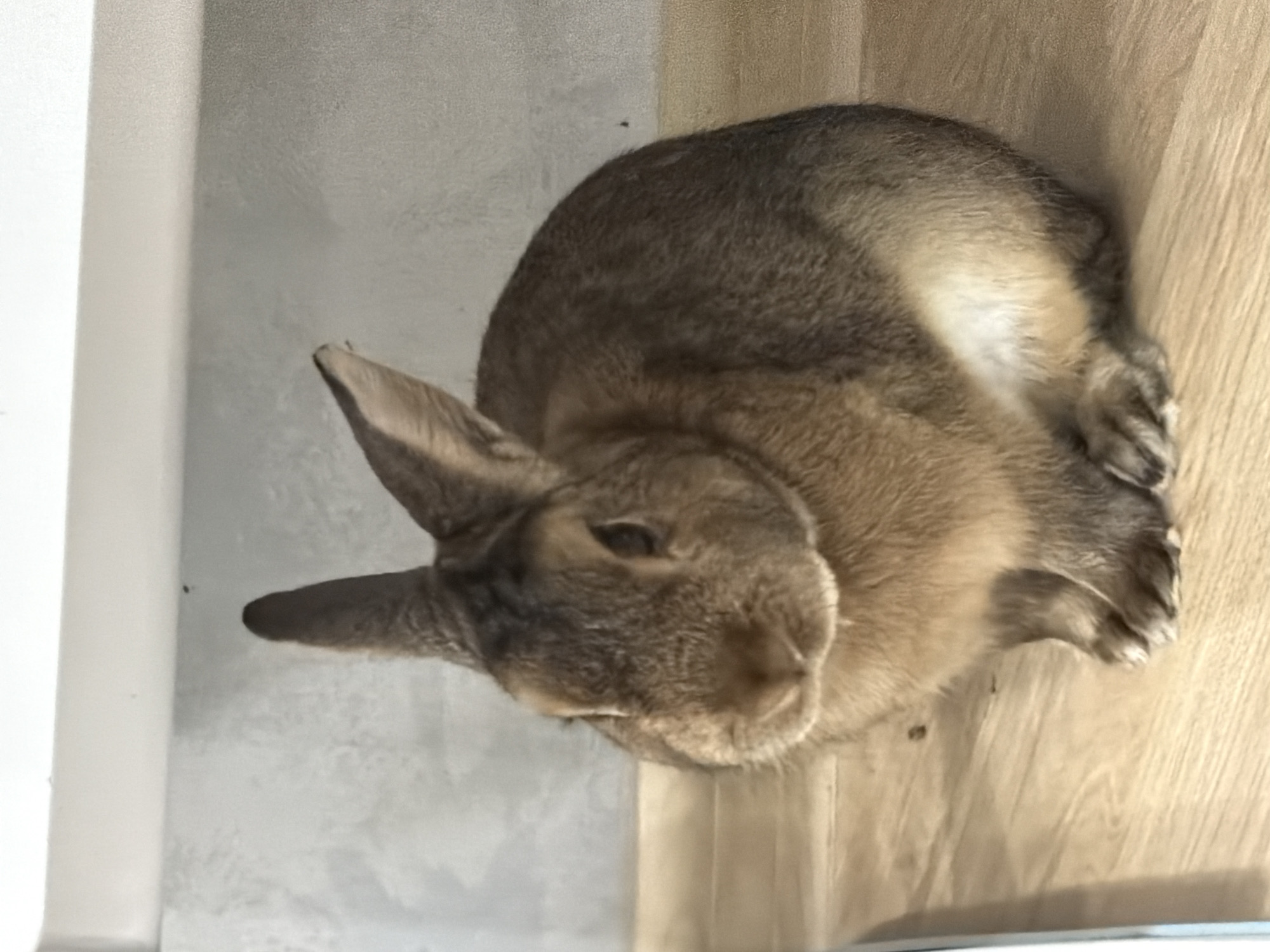 Pets at home in Solikamsk, with a sunset outside