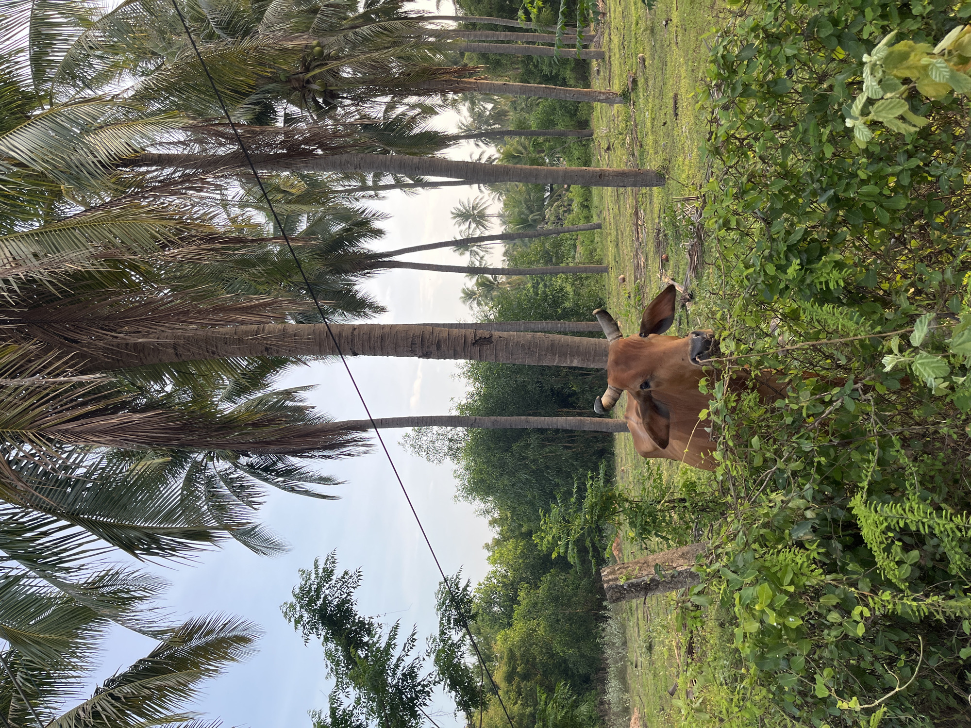 Roadside life and grazing cattle in Mũi Né's coconut groves