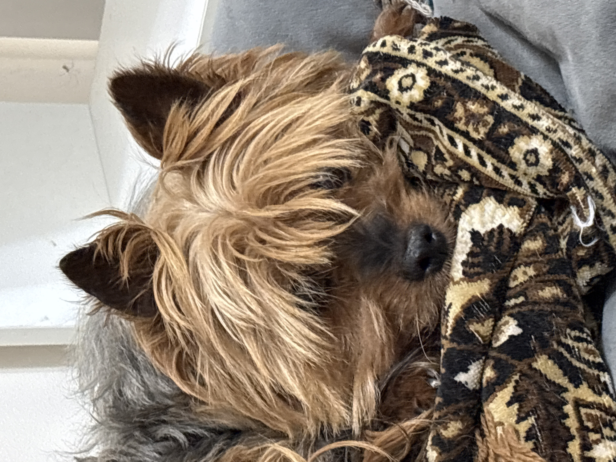 Dogs, a cat, and gooseberries — a quiet evening in Atbasar