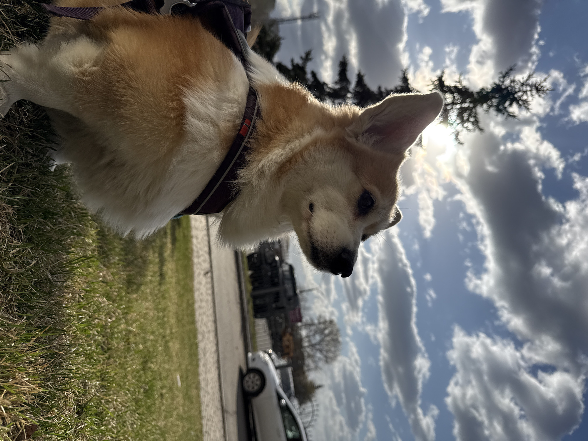 Late-night corgi walk documented in Krasnoyarsk, Russia