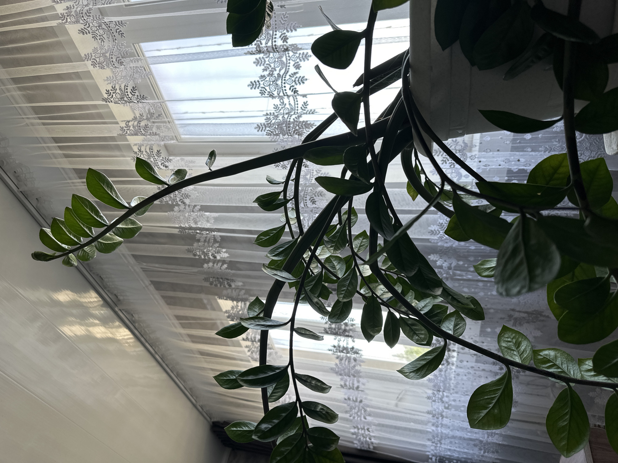 Domestic scenes: plants, decorations, garden, wall textures documented