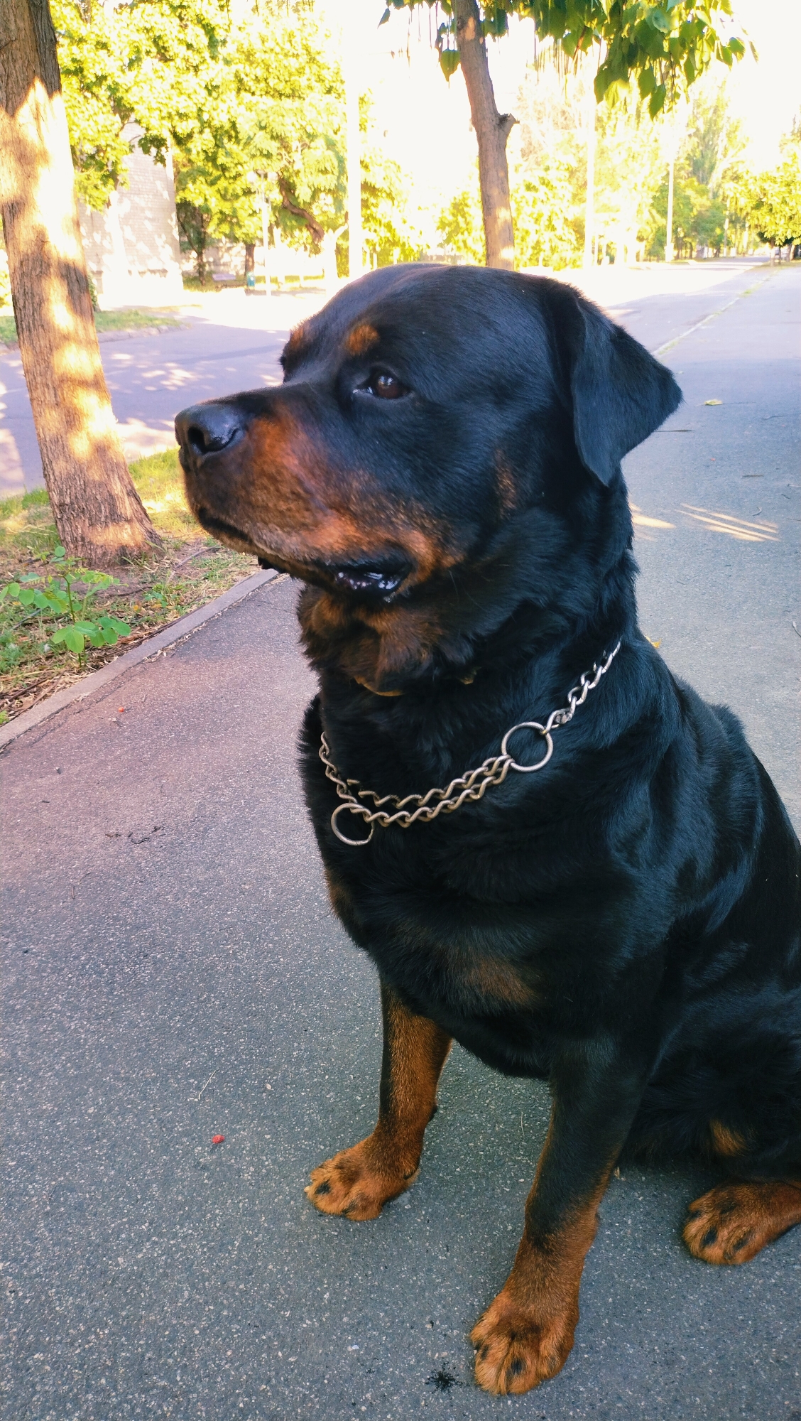 Rottweiler afternoon in a Horishni Plavni park, summer 2026