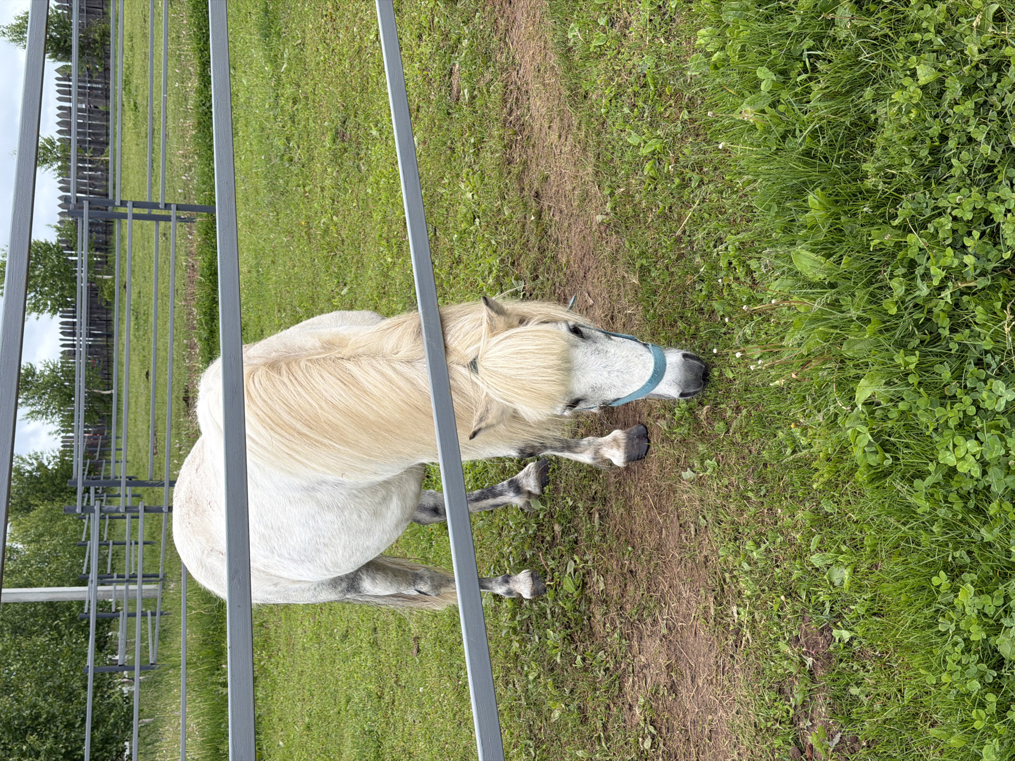 Pony observed in field in Kechur, Russia