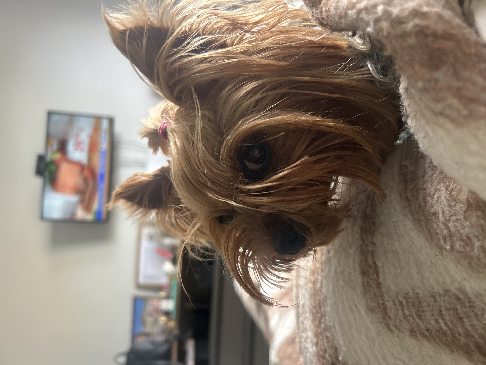 Yorkshire Terrier spotted around Burgas amid spring blooms