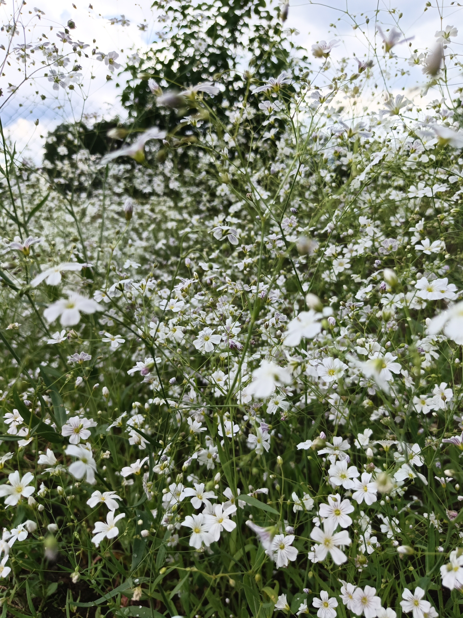 Flora documentation session captures wildflowers in Лосева, Belarus