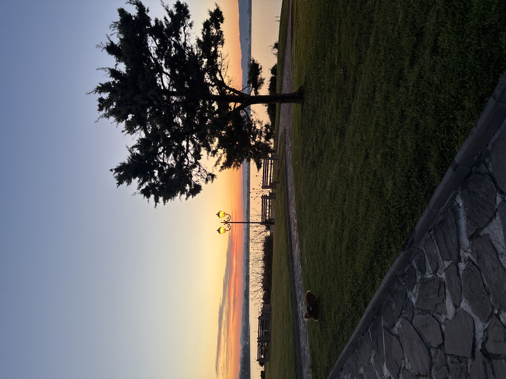 Sunset observed with silhouetted tree in Nesebar, Bulgaria