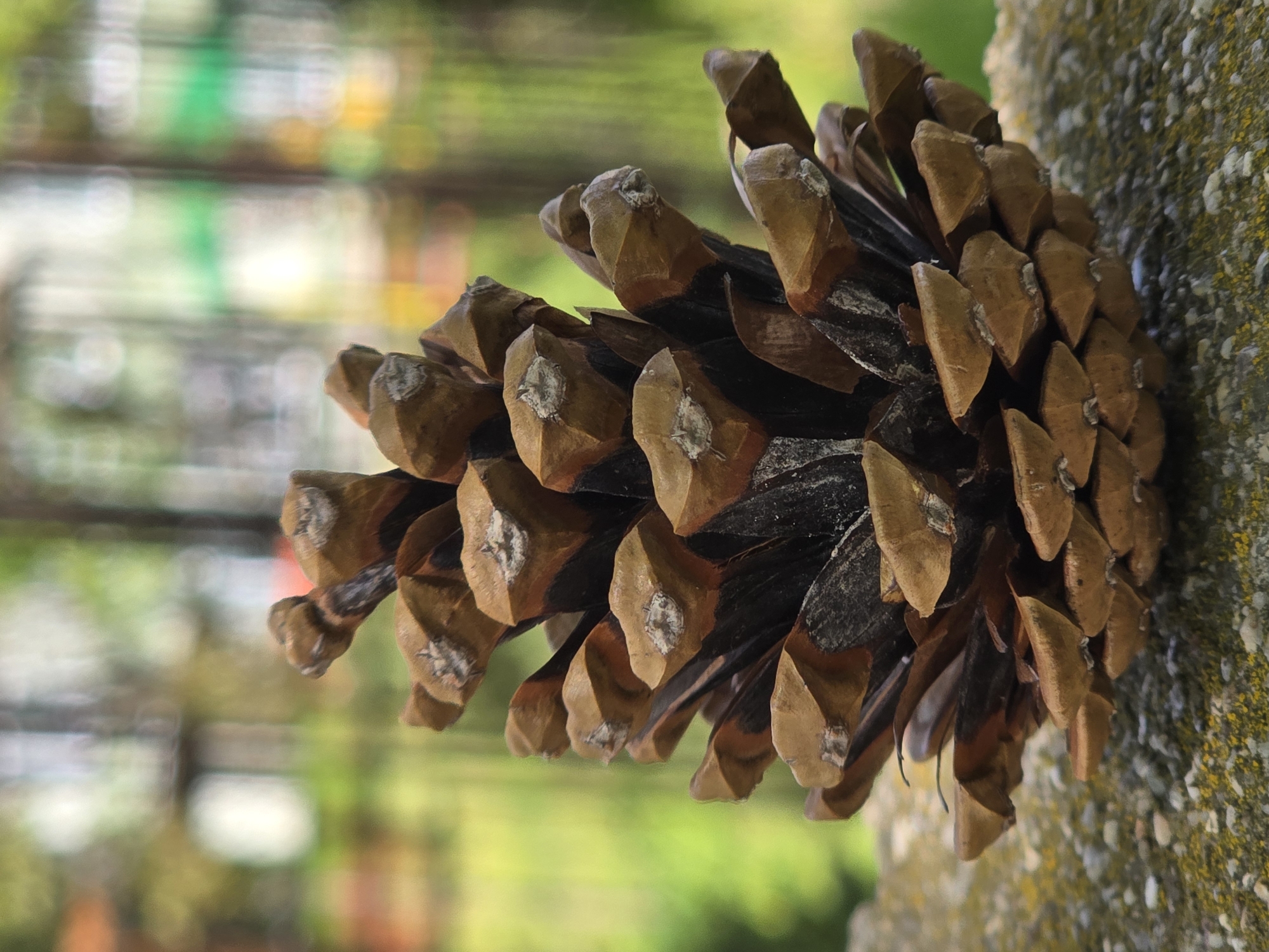 Spring nature photography session documented in Plovdiv, Bulgaria