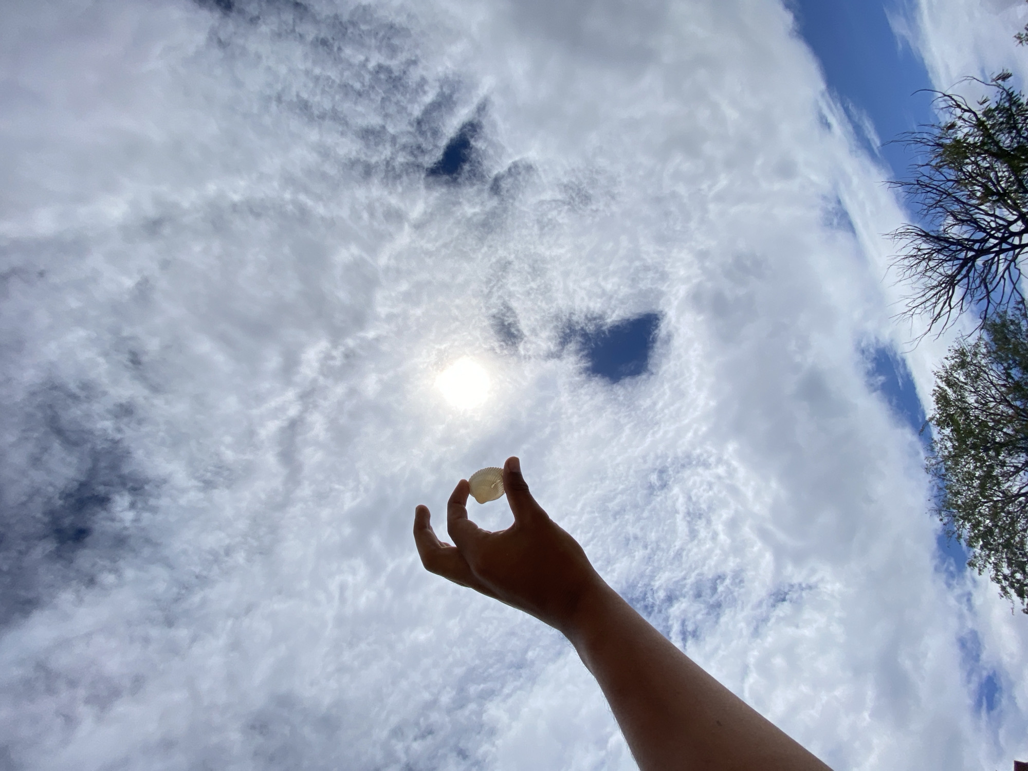 Person holds seashell in Juan Griego, Venezuela